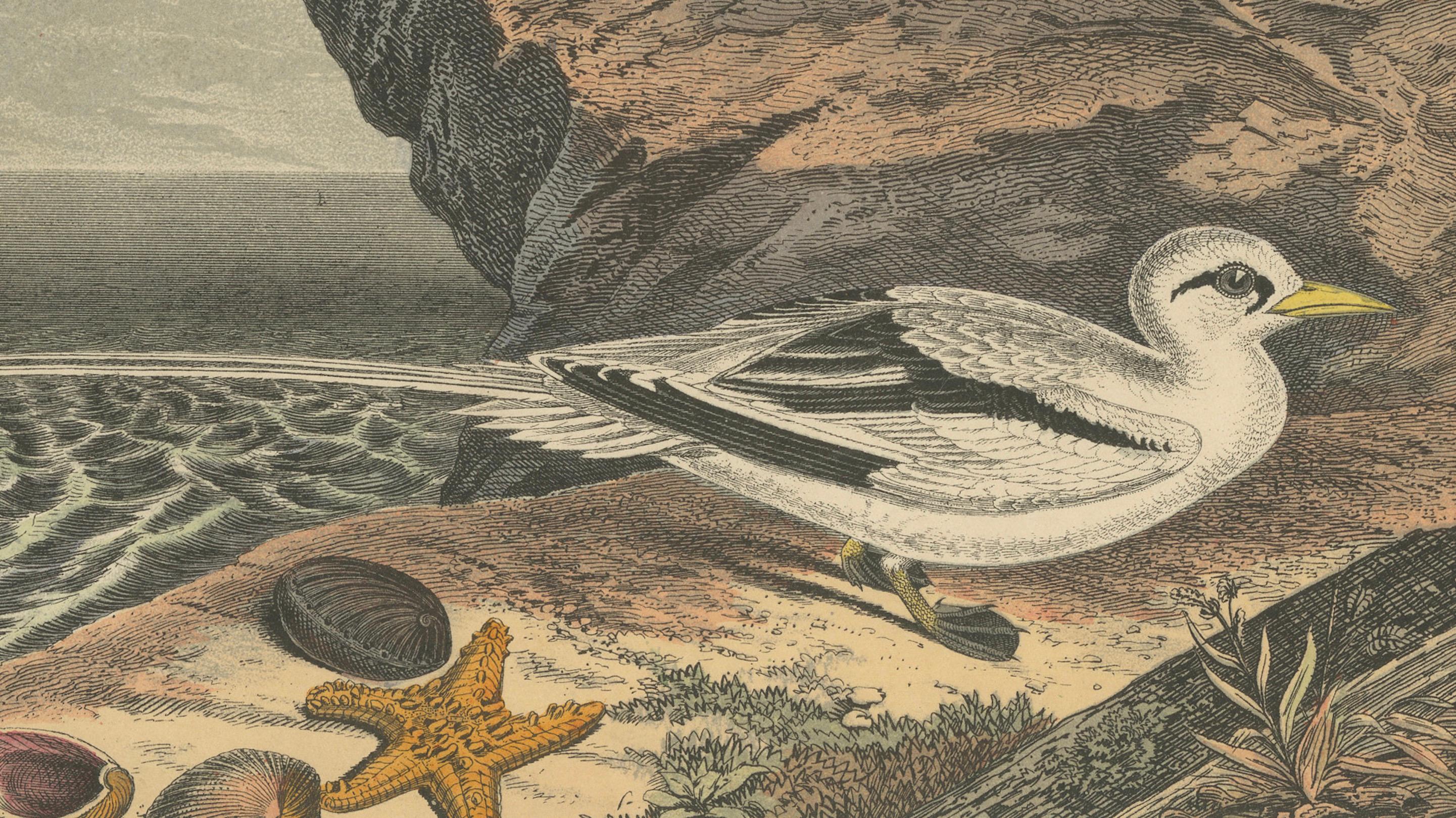 Tropische Vögel und Gulls: Ein Coastal Encounter von 1849 – Eine handkolorierte Lithographie im Zustand „Gut“ im Angebot in Langweer, NL