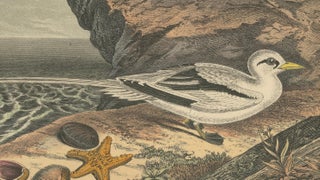 Tropicbirds and Gulls: An 1849 Coastal Encounter - A Hand-Coloured Lithograph, view 3