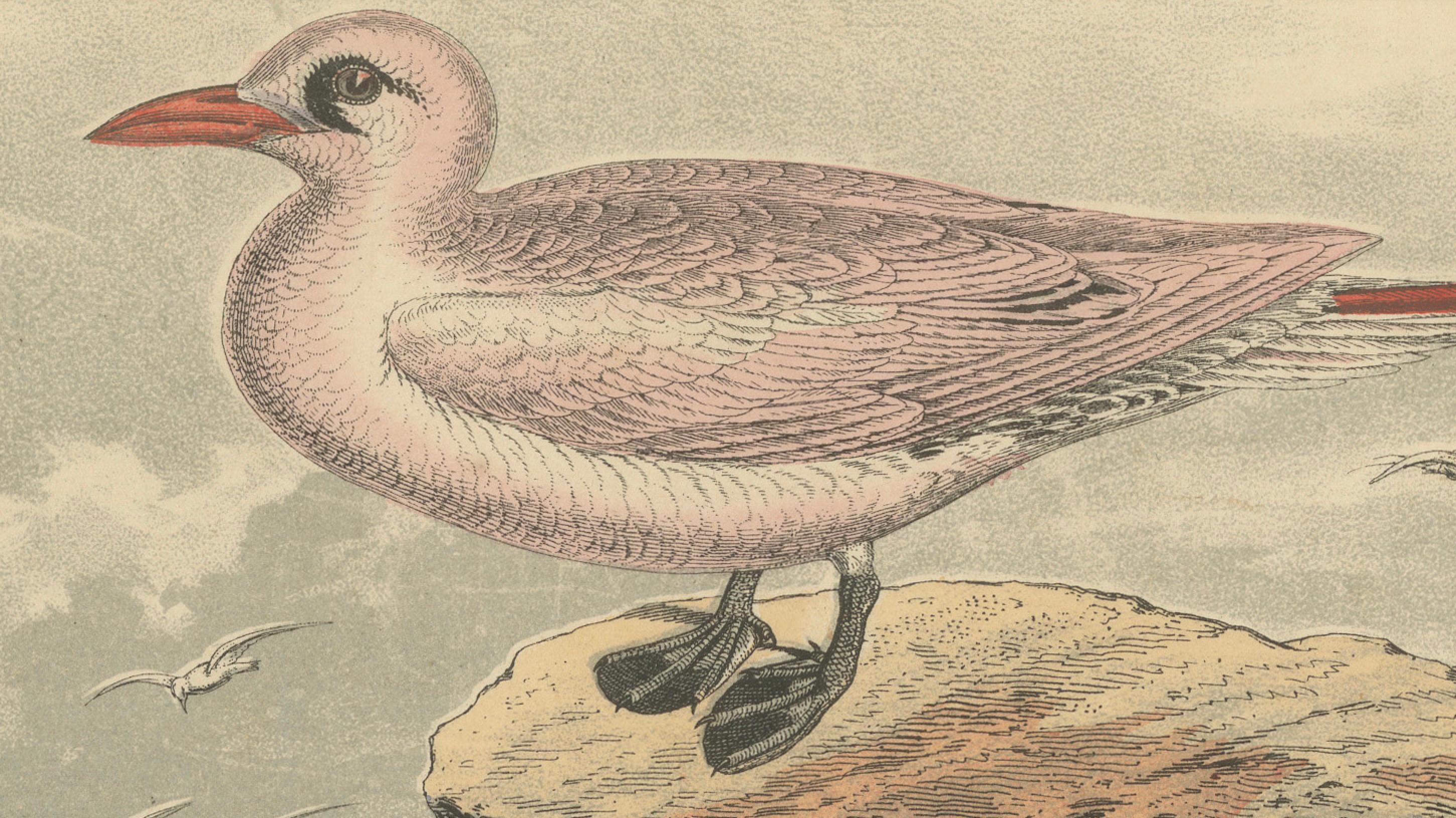 Tropische Vögel und Gulls: Ein Coastal Encounter von 1849 – Eine handkolorierte Lithographie (Mittleres 19. Jahrhundert) im Angebot
