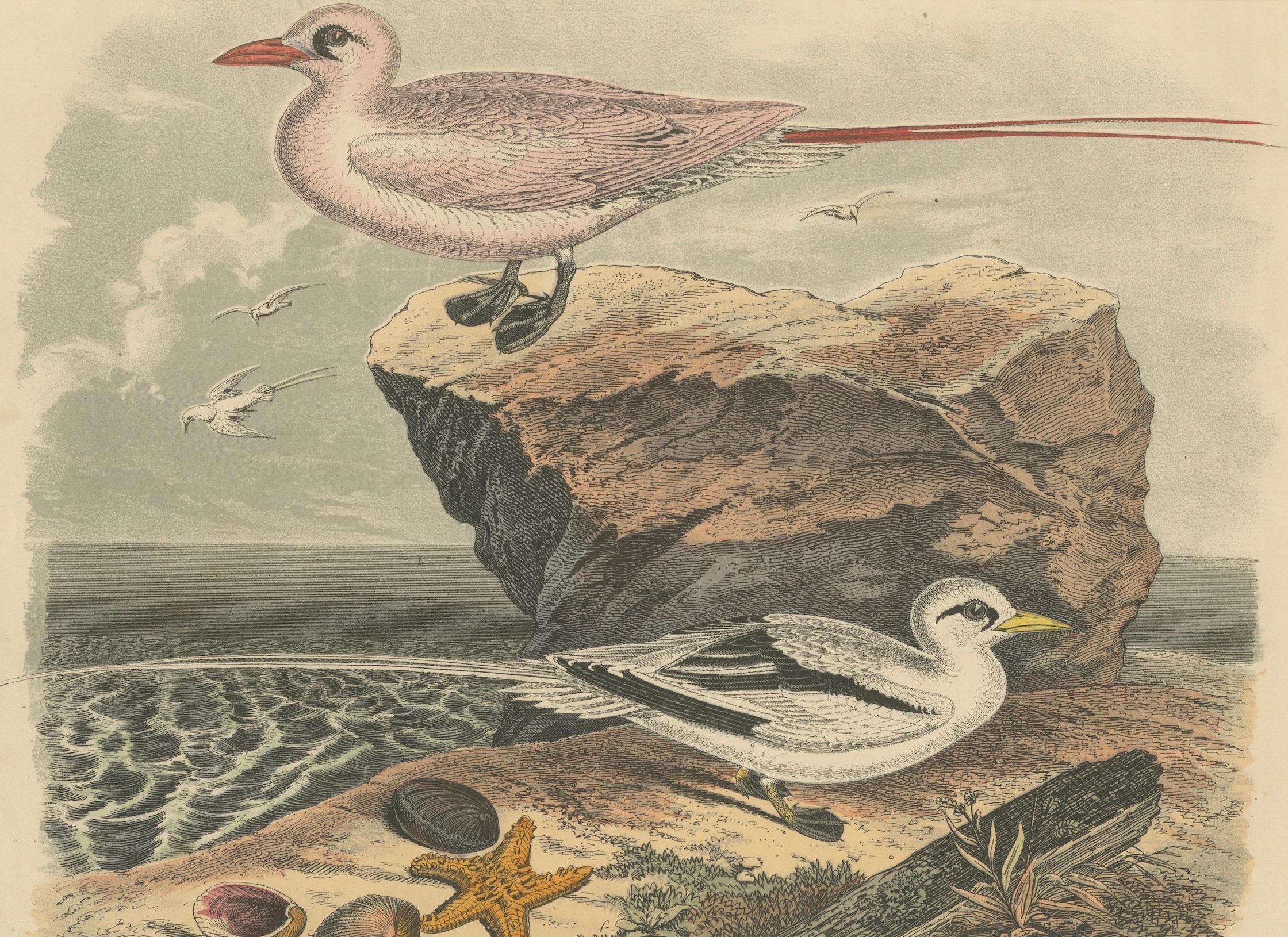 Tropische Vögel und Gulls: Ein Coastal Encounter von 1849 – Eine handkolorierte Lithographie (Papier) im Angebot