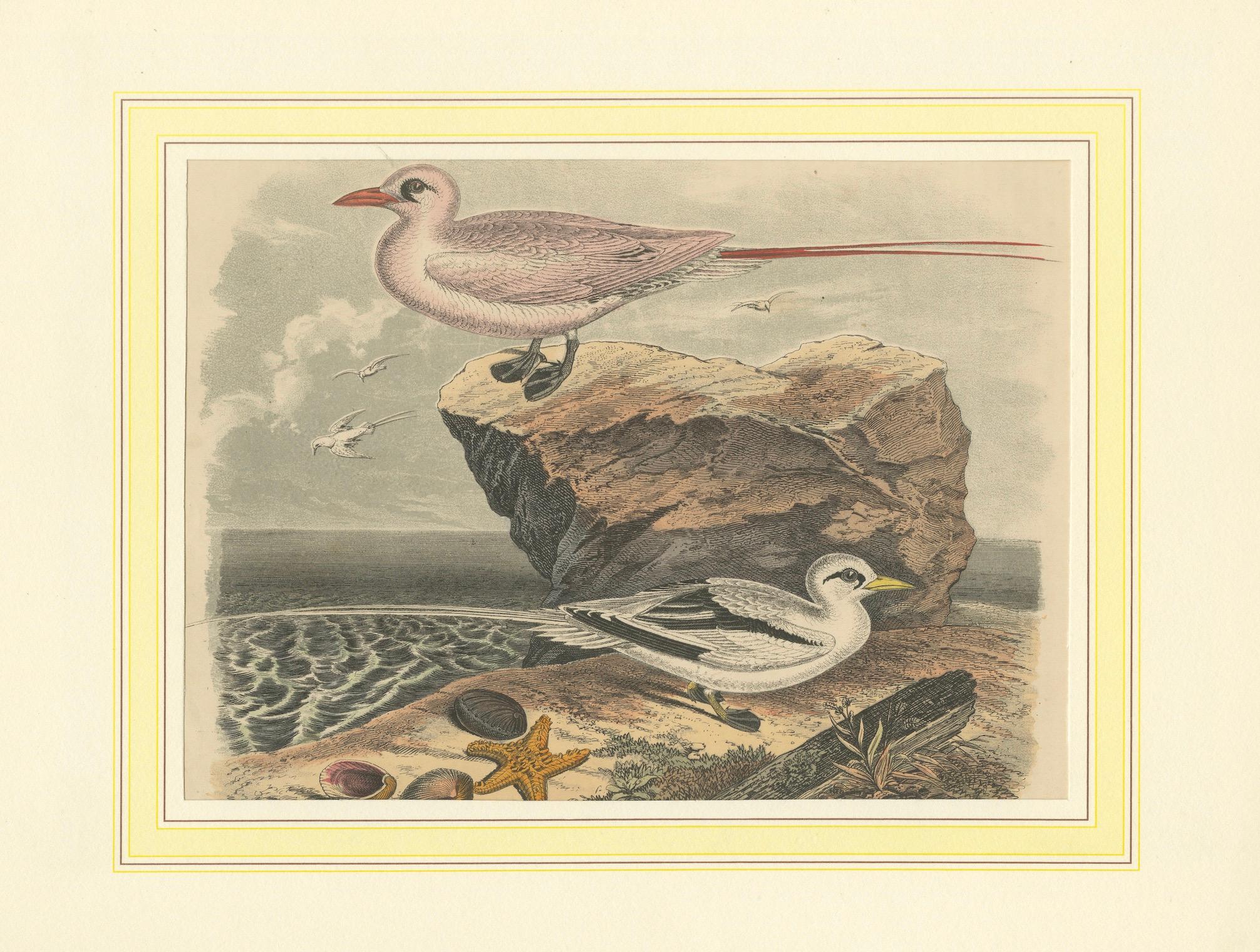 Tropische Vögel und Gulls: Ein Coastal Encounter von 1849 – Eine handkolorierte Lithographie im Angebot 1