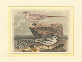 Tropicbirds and Gulls: An 1849 Coastal Encounter - A Hand-Coloured Lithograph, view 6