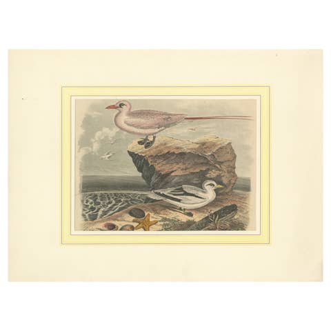 Tropicbirds and Gulls: An 1849 Coastal Encounter - A Hand-Coloured Lithograph