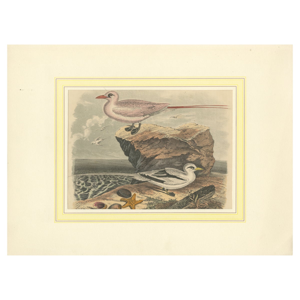Tropicbirds and Gulls: An 1849 Coastal Encounter - A Hand-Coloured Lithograph