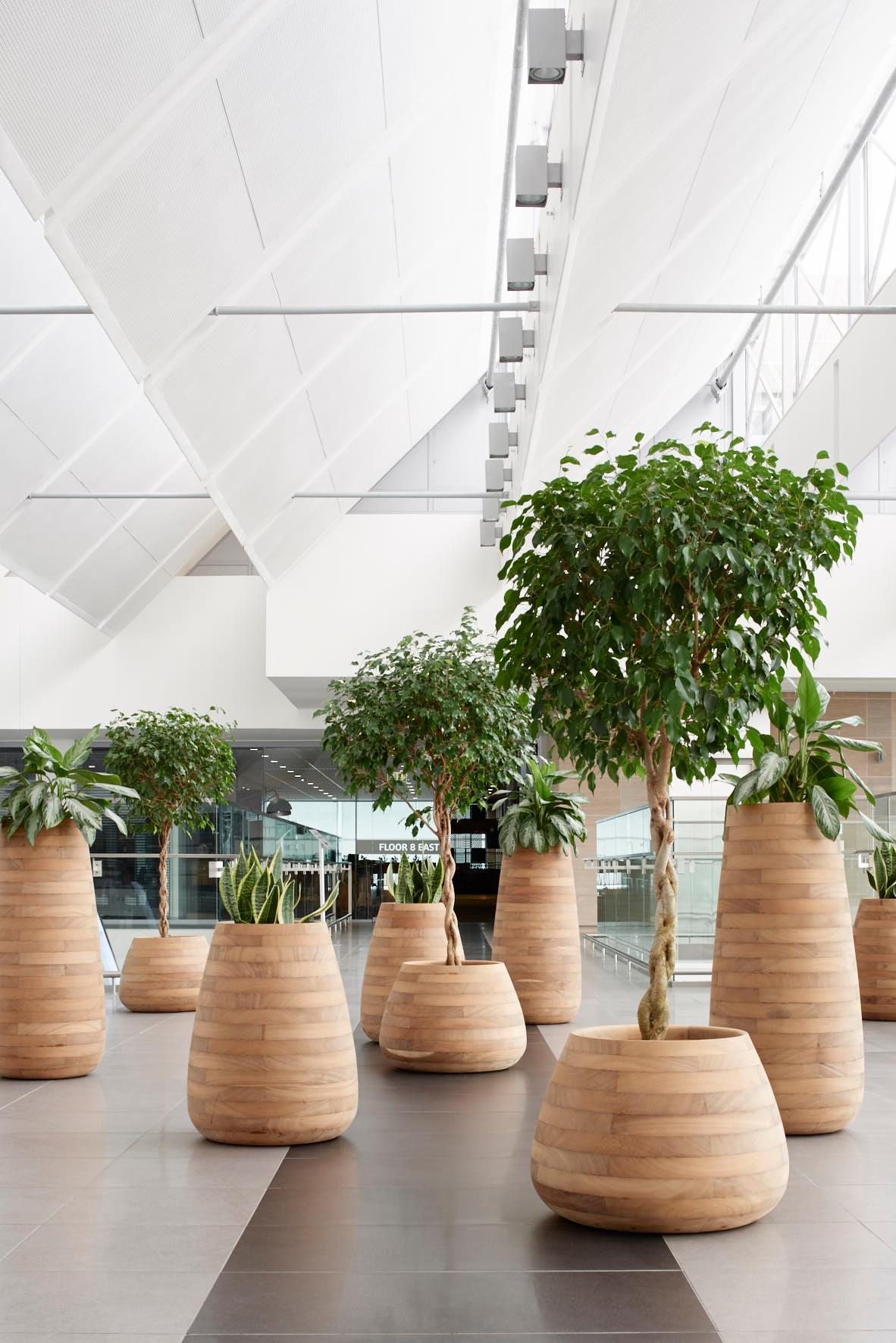 Jardinera Mediana de Madera Natural Tuber de Indigenus en venta 9