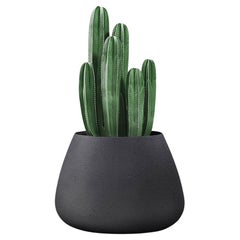 Fioriera Tuber Small Black di Indigenus