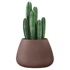 Tuber Petite jardinière Brown by Indigenus