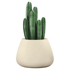 Fioriera Tuber Small Sandstone di Indigenus