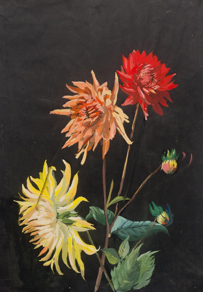 Tüema Pattie, Early Dahlias, Poster Colour