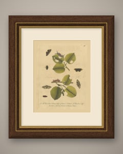 Tufted Caterpillars and Moths on Hazel, Albin Plate 90 with Pencil Note, 1720