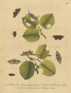 Tufted Caterpillars and Moths on Hazel, Albin Plate 90 with Pencil Note, 1720