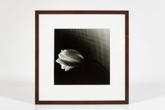 "Tulip, Black and White Photo, Framed, Greg Bruce, 1997, USA