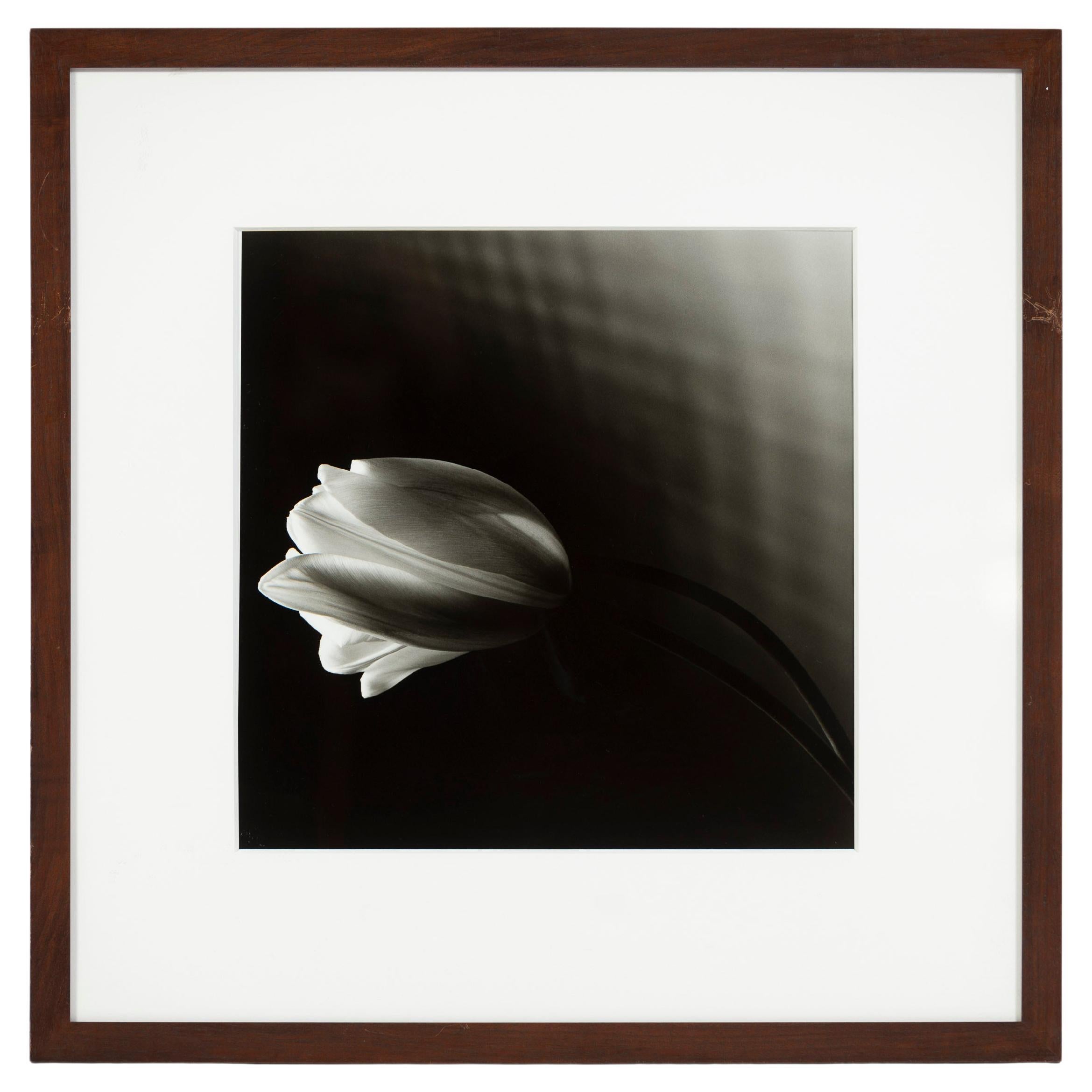 "Tulip, Black and White Photo, Framed, Greg Bruce, 1997, USA