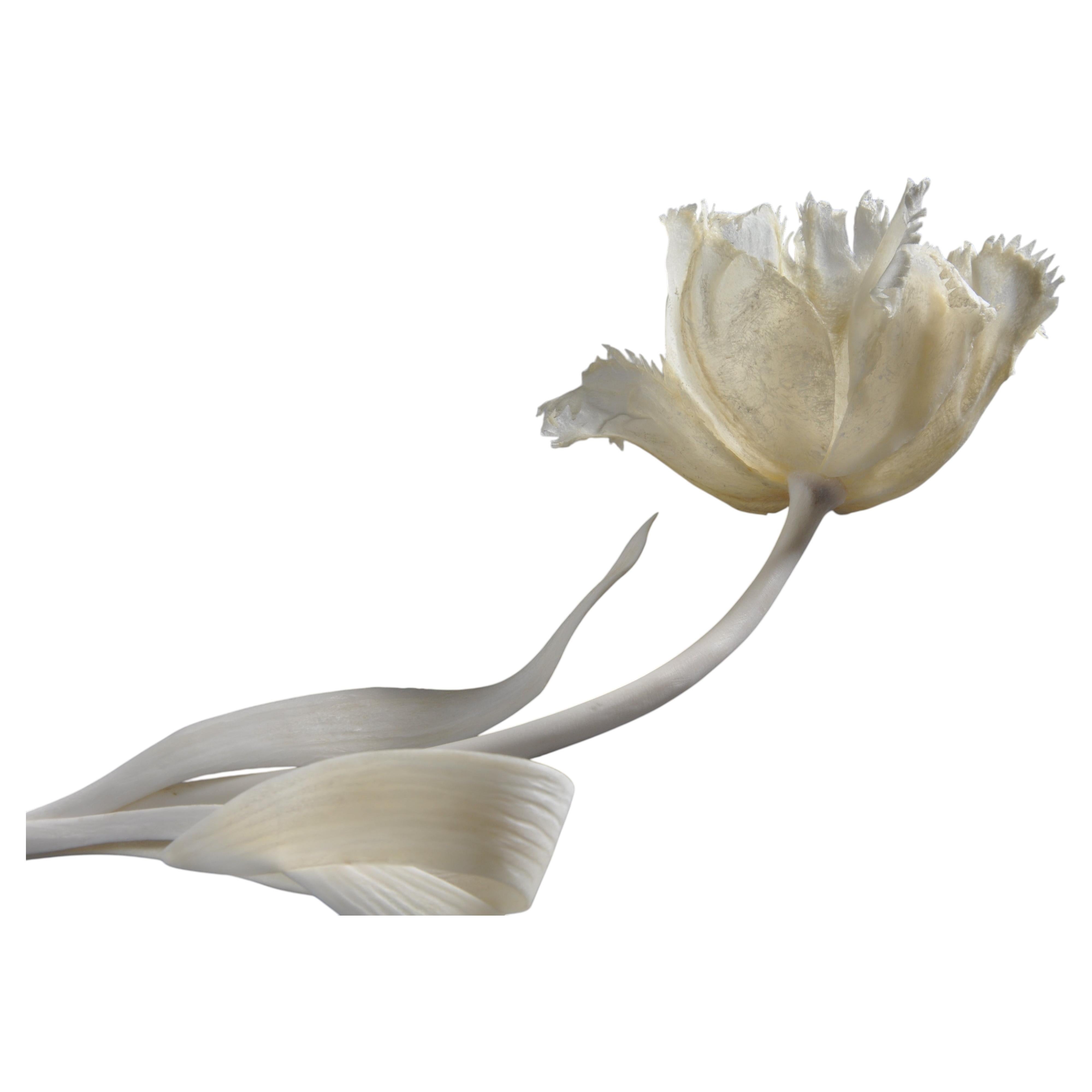 Tulipa Bunch For Sale