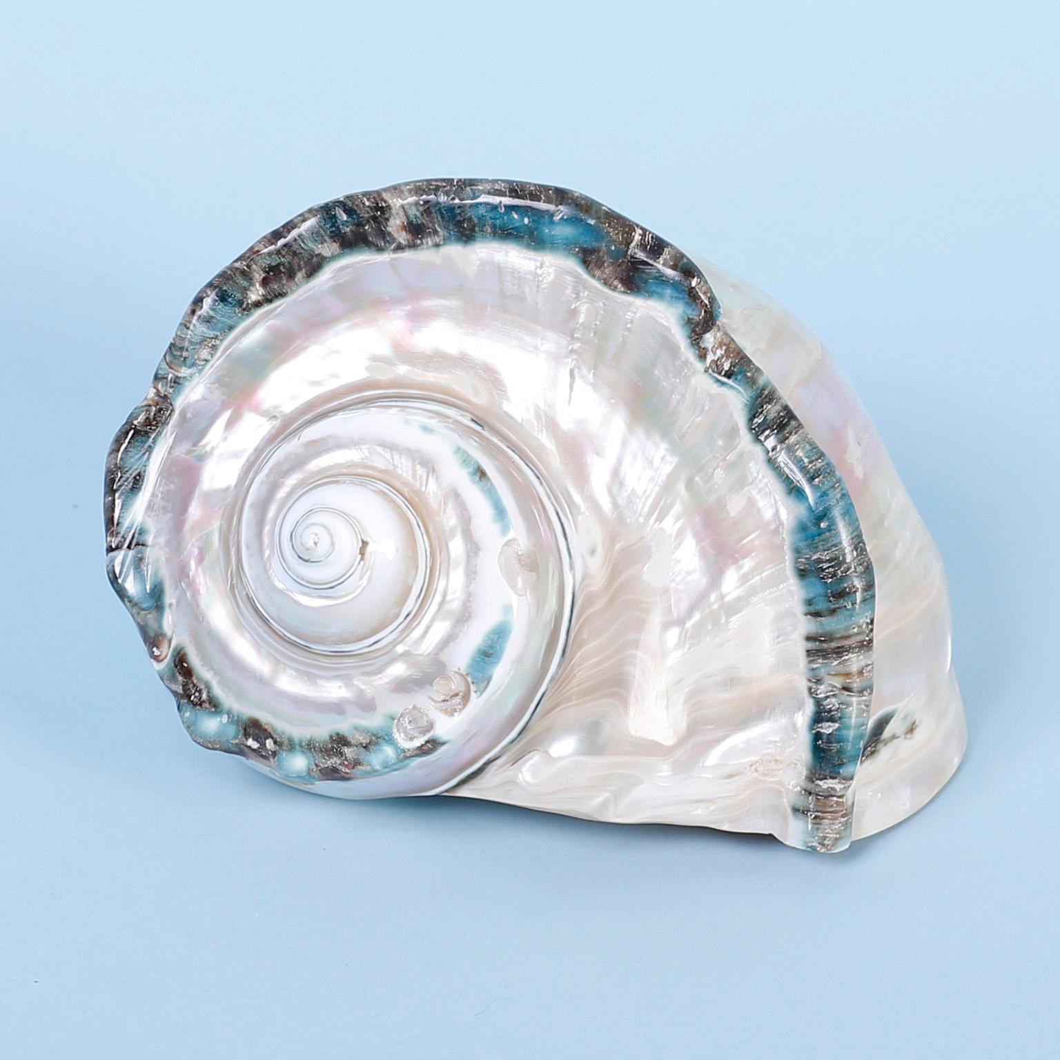 Brilliant example of a turbo marmoratus seashell in the spiraling form of Mother Nature’s sacred geometry with opalescent whites and tints outlined in iridescent blues.