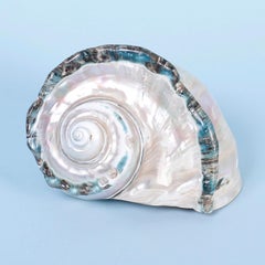 Turbo Marmoratus Seashell Specimen