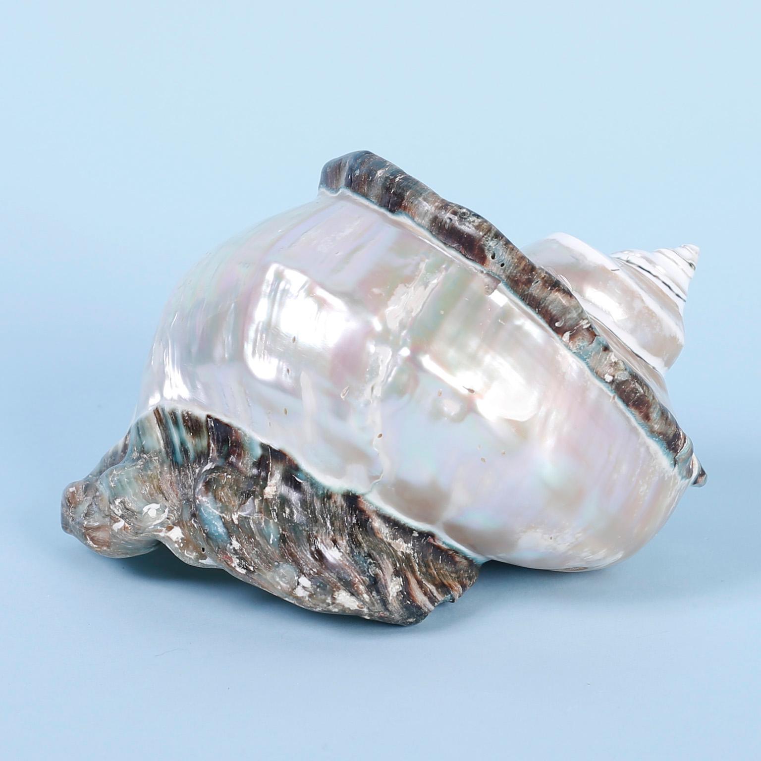 specimen seashells for sale