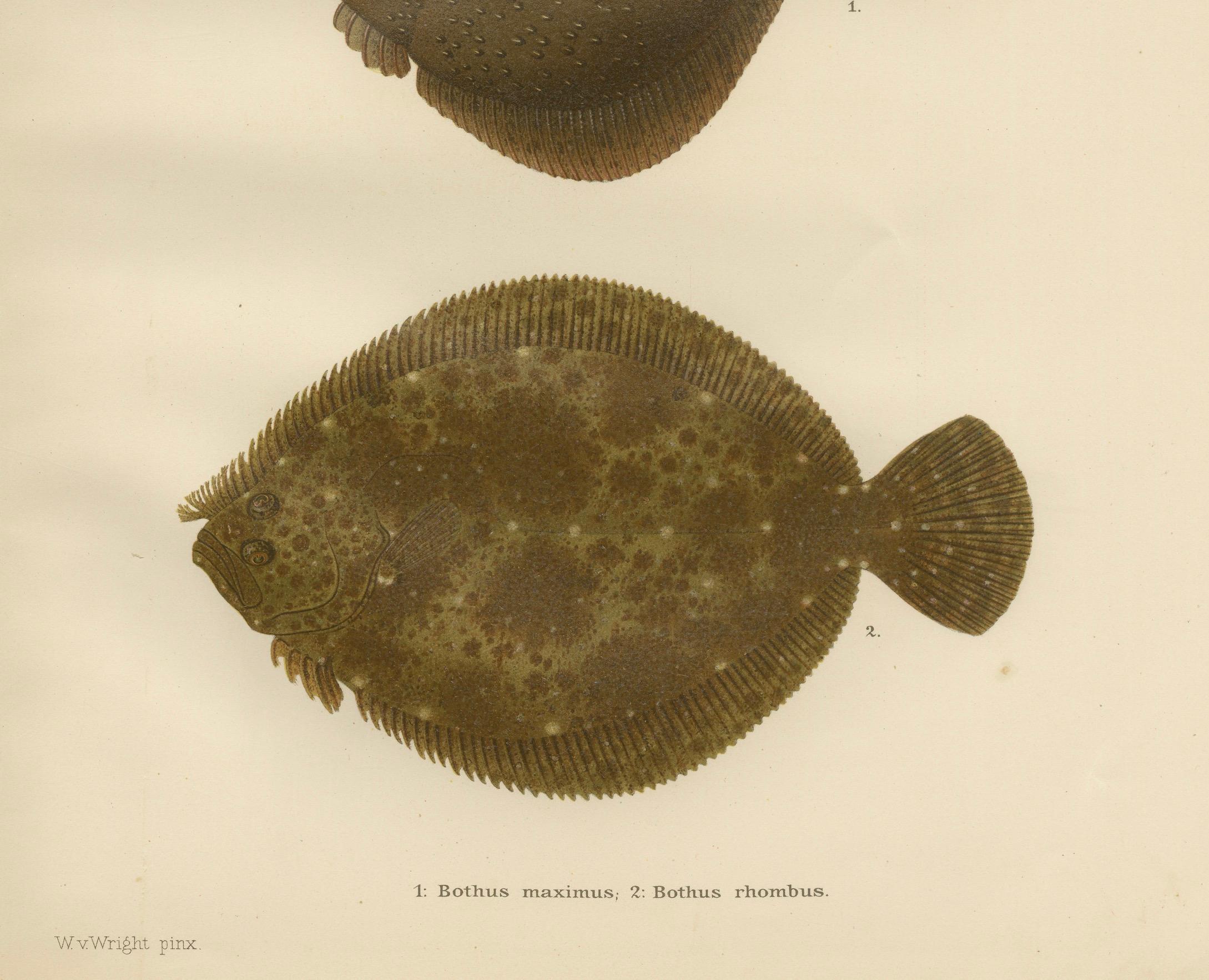 Steinbutt und Glattbutt - Majestätische skandinavische Plattfische Lithographie  

Diese wunderschöne Lithografie aus dem 19. Jahrhundert von 