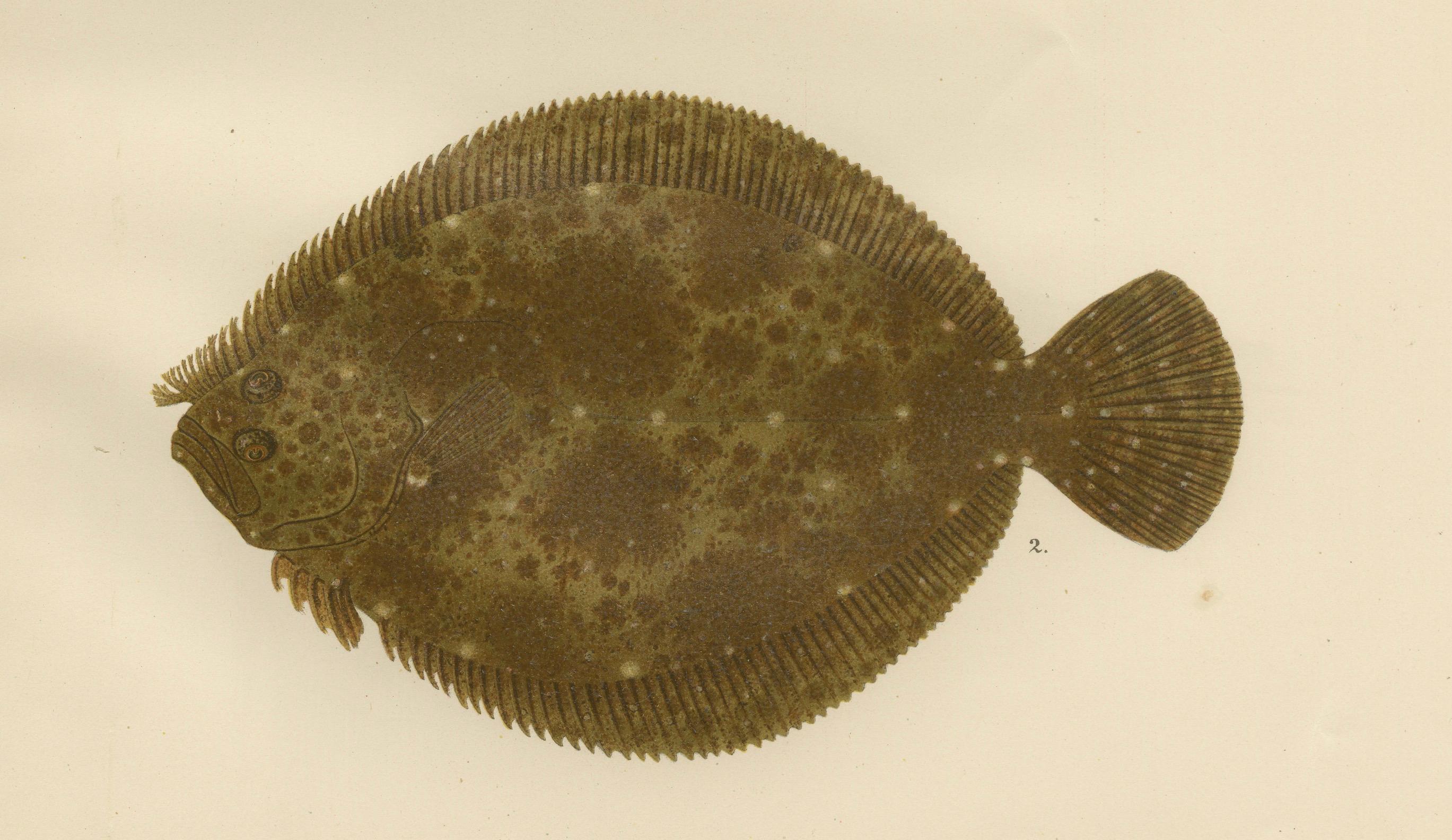 Turbot und Brill – Majestätische skandinavische Flachfisch-Lithographie, 1895 im Zustand „Gut“ im Angebot in Langweer, NL