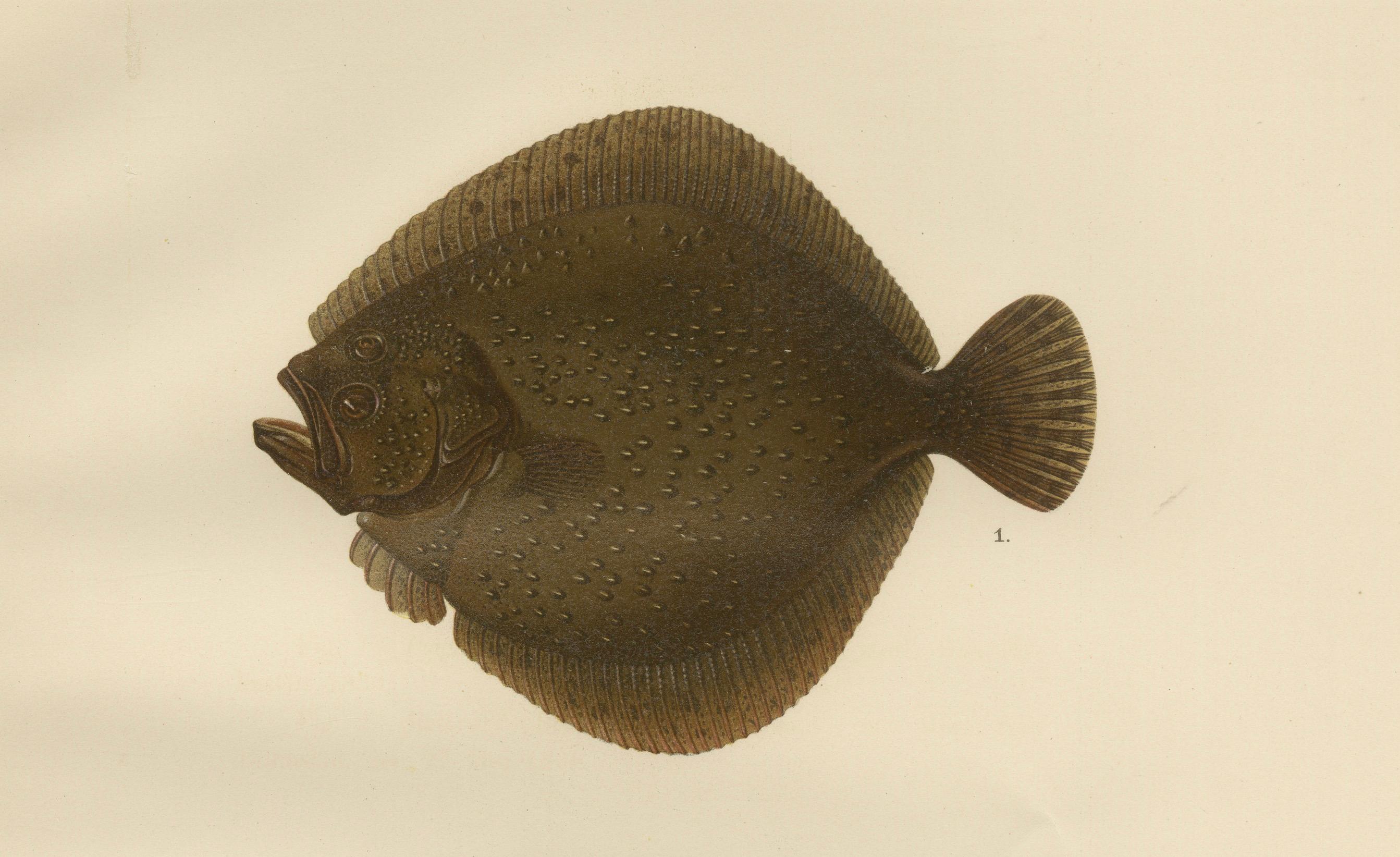 Turbot und Brill – Majestätische skandinavische Flachfisch-Lithographie, 1895 (Spätes 19. Jahrhundert) im Angebot