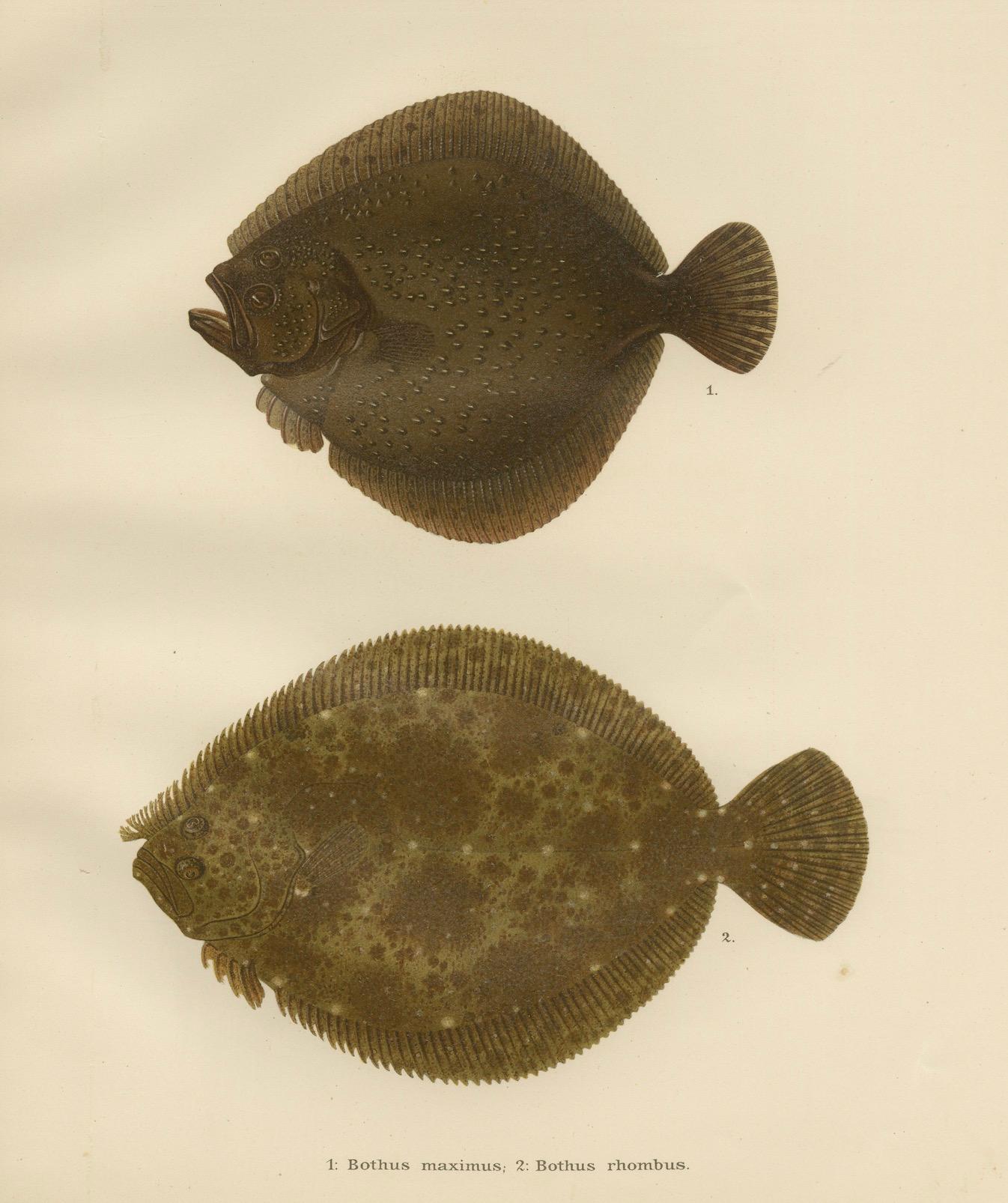Turbot und Brill – Majestätische skandinavische Flachfisch-Lithographie, 1895 im Angebot 1
