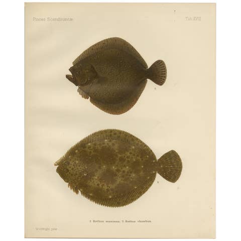 Turbot and Brill - Majestic Scandinavian Flatfish Lithograph, 1895