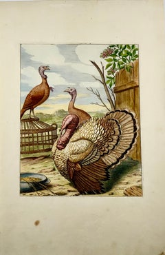 1673 Turkey, Poultry, Nicolas Robert, Folio Etching in Hand Color