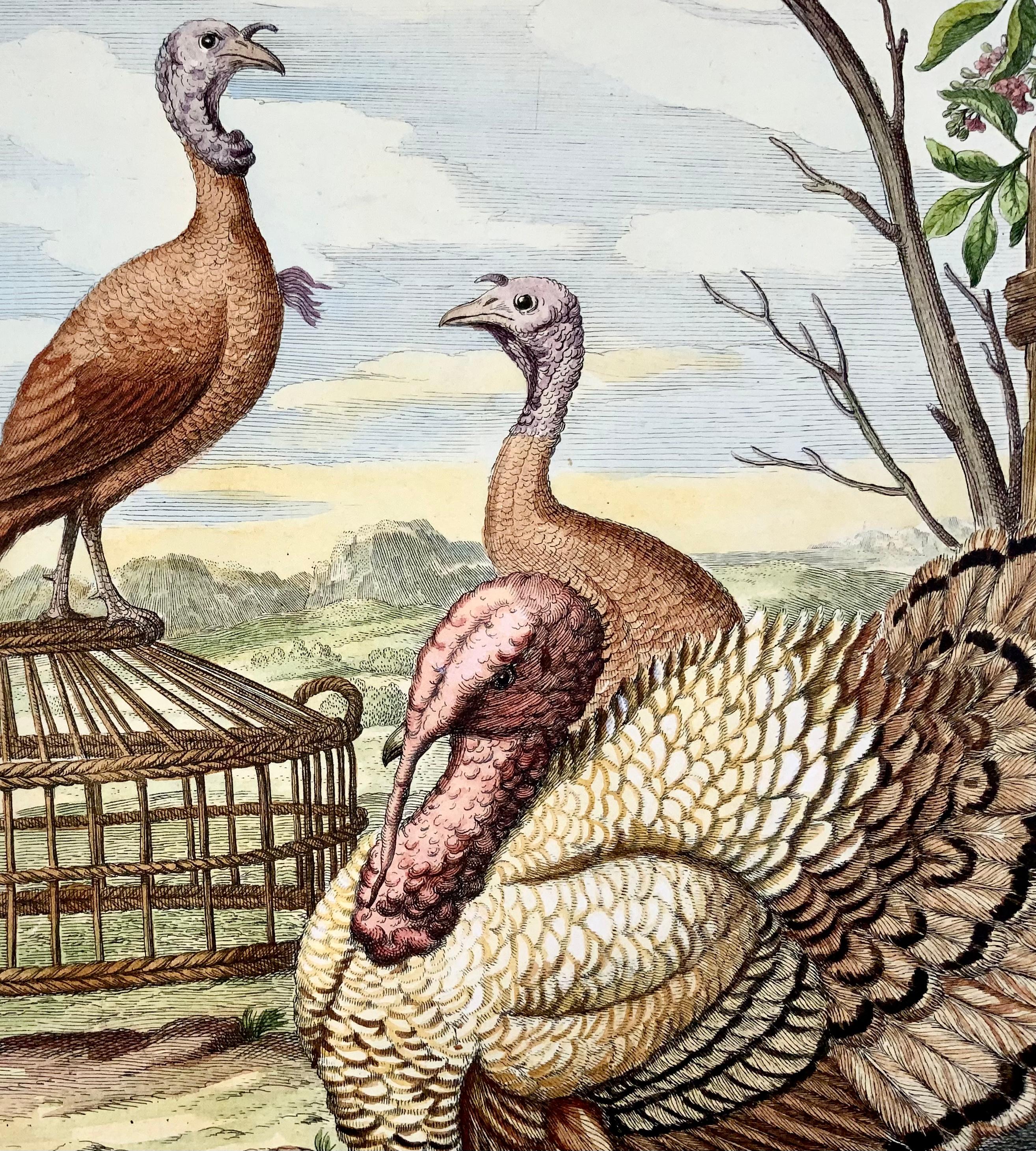 French 1673 Turkey, Poultry, Nicolas Robert, Folio Etching in Hand Color For Sale