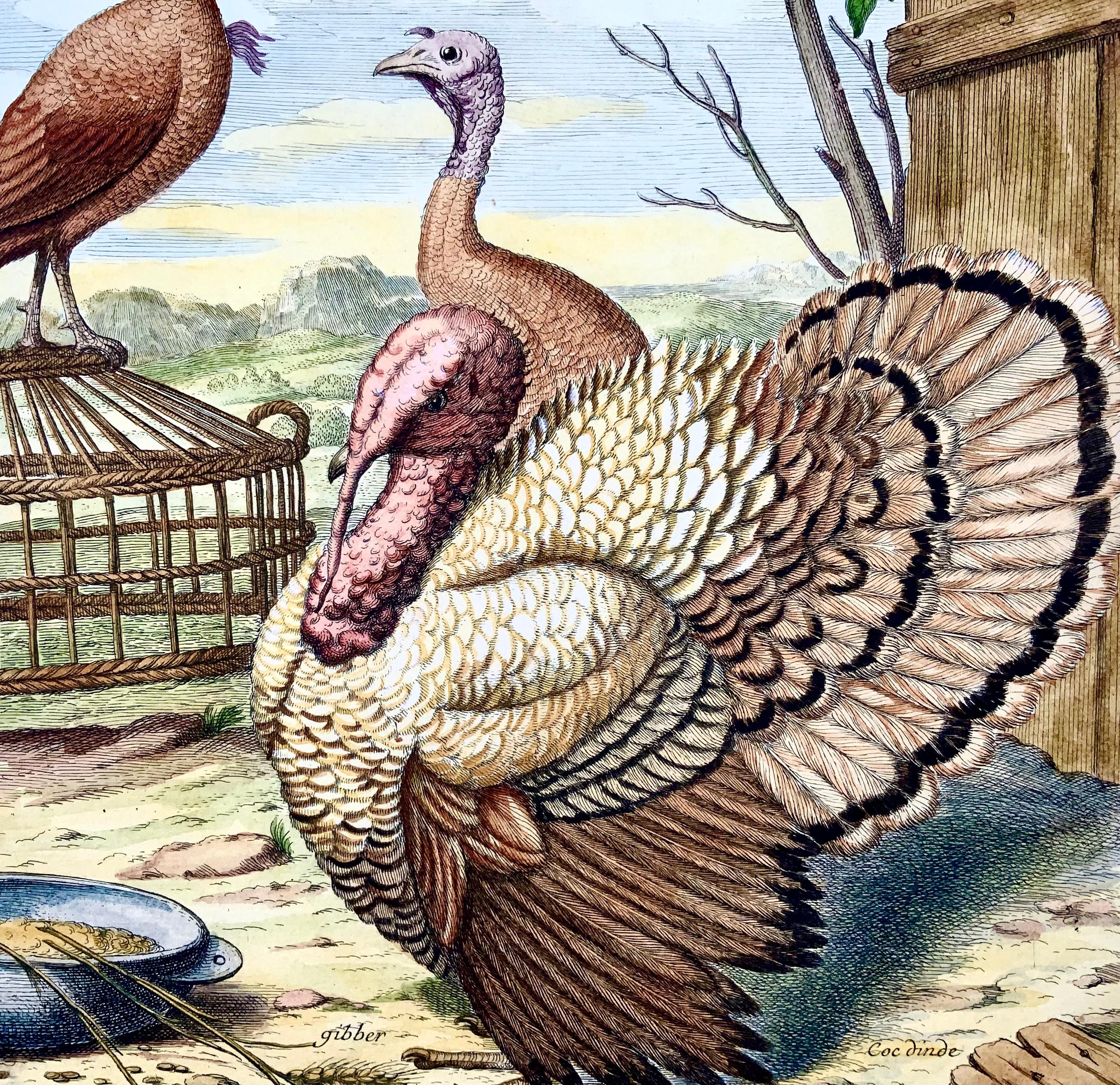 Hand-Painted 1673 Turkey, Poultry, Nicolas Robert, Folio Etching in Hand Color For Sale