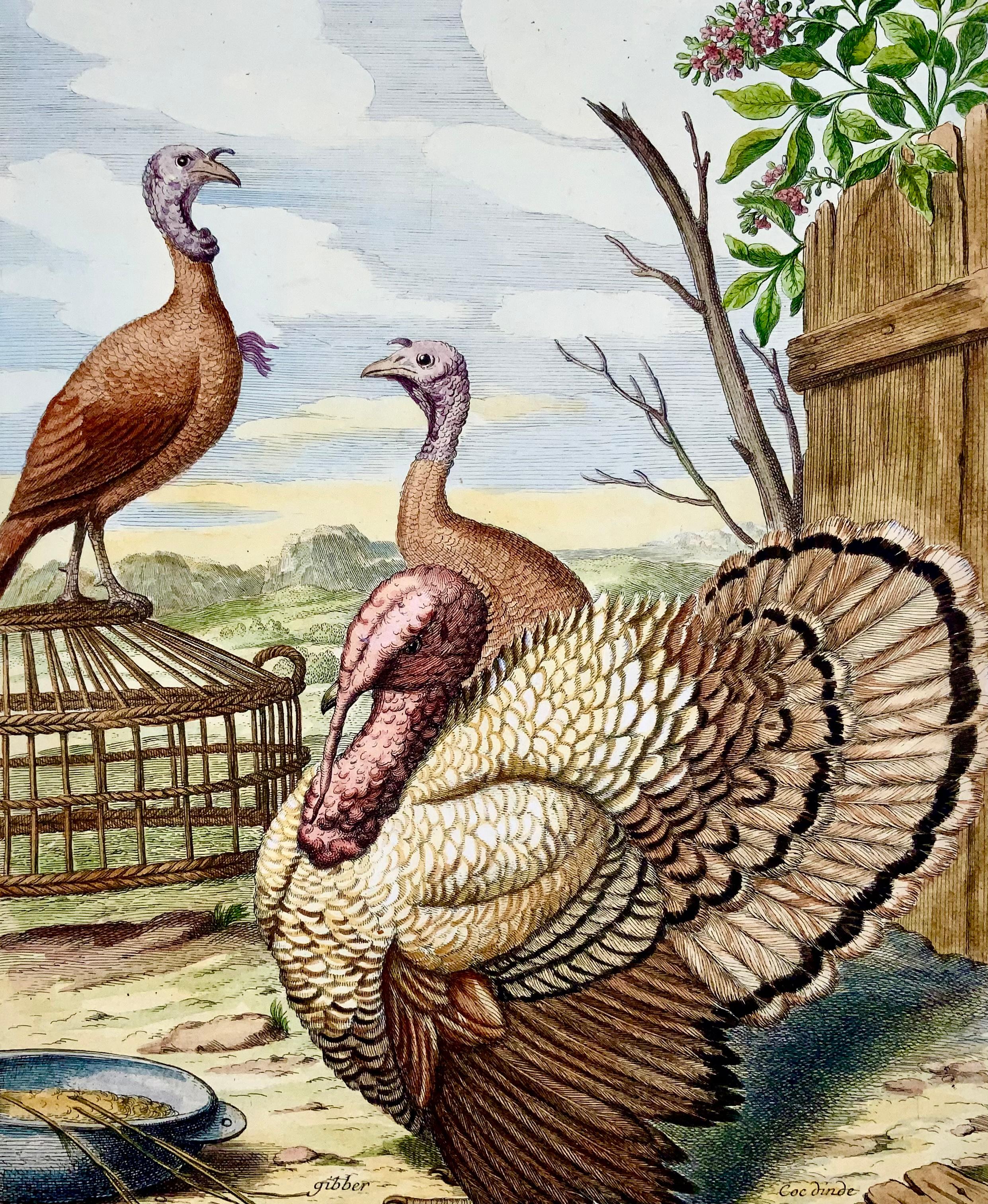 Late 17th Century 1673 Turkey, Poultry, Nicolas Robert, Folio Etching in Hand Color For Sale