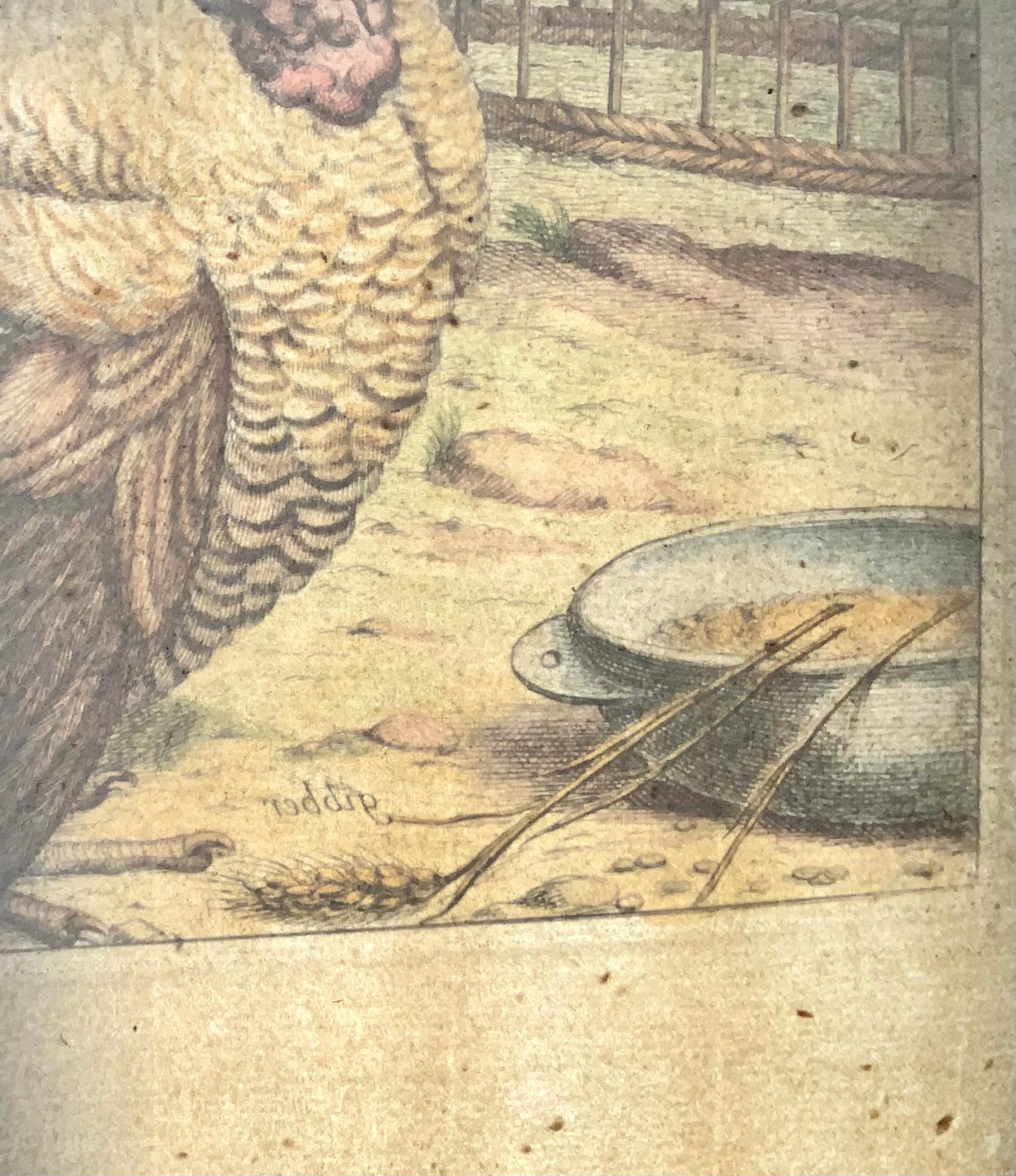 Paper 1673 Turkey, Poultry, Nicolas Robert, Folio Etching in Hand Color For Sale
