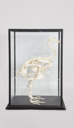 Turkey Skeleton in Glass Case
