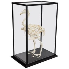 Turkey Skeleton in Glass Case