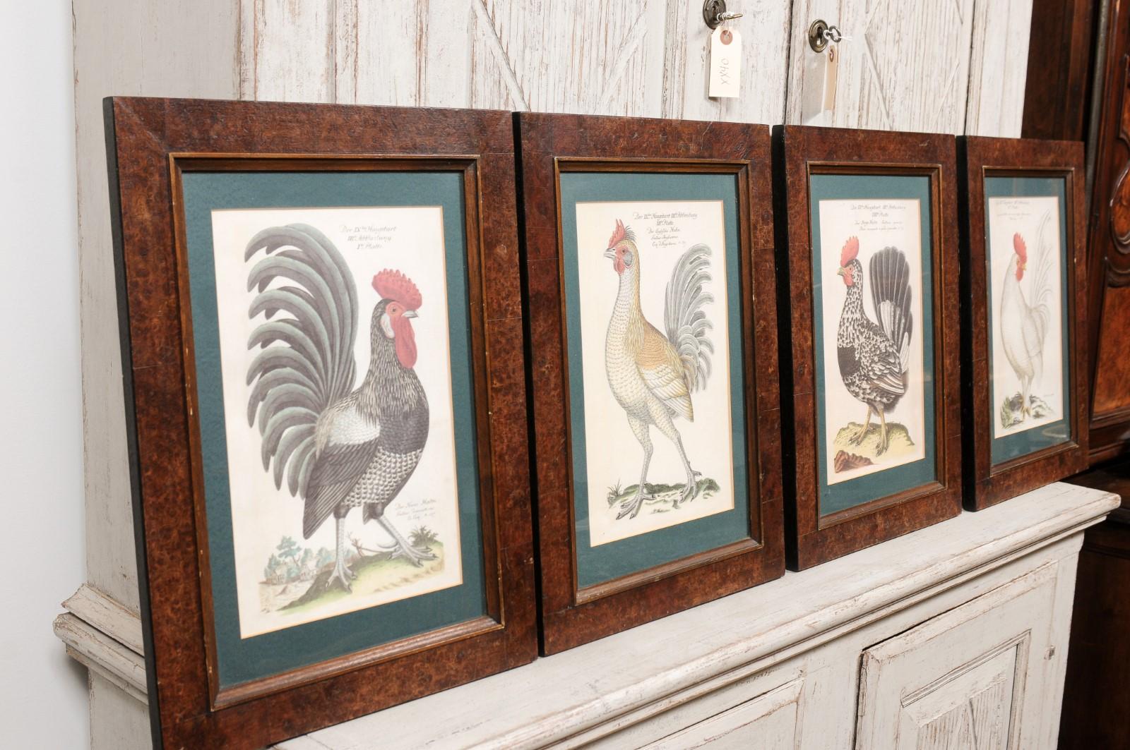 Turn of the Century German Cockerel Prints in Burr Walnut Frames, Set of Four For Sale 5