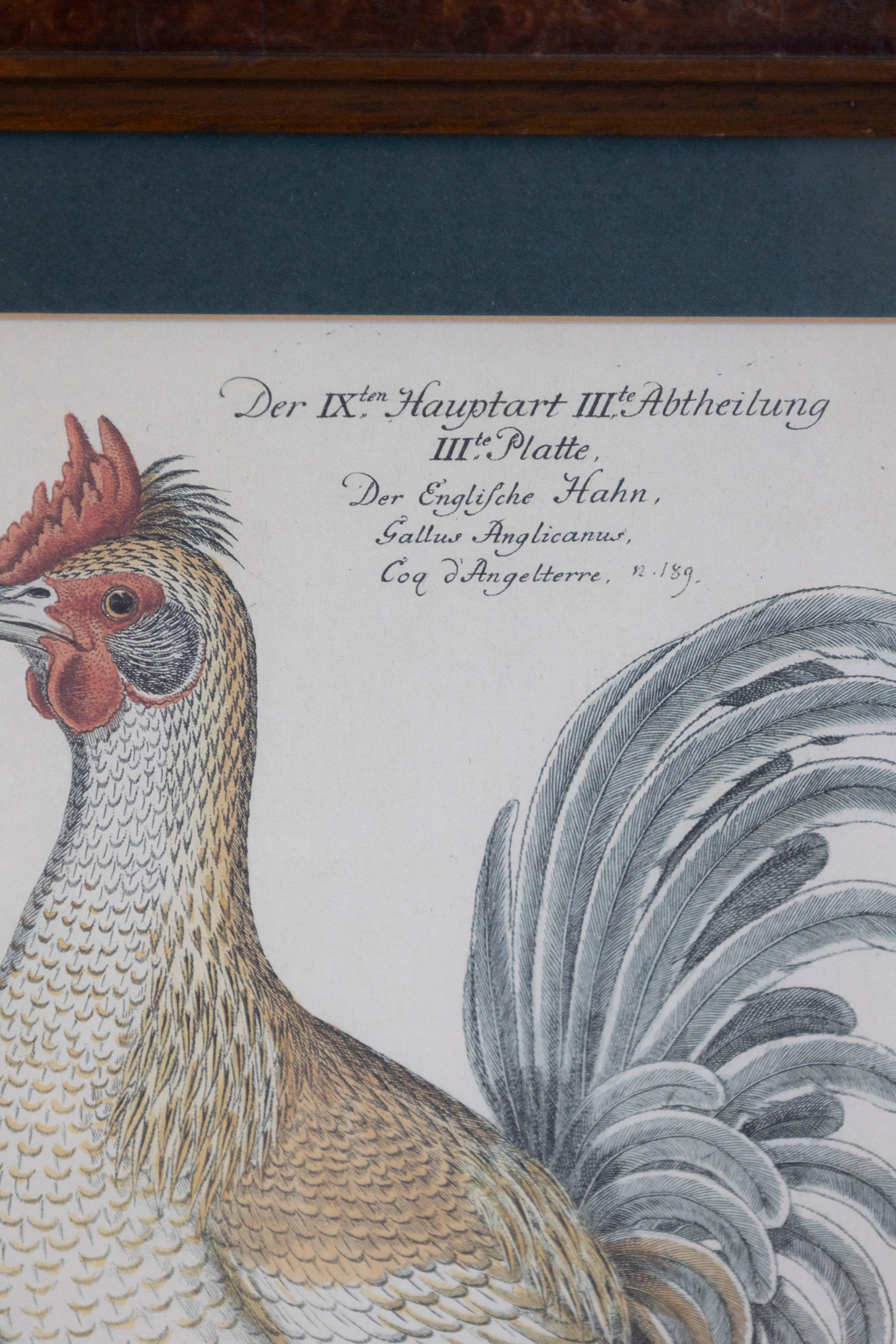 Turn of the Century German Cockerel Prints in Burr Walnut Frames, Set of Four For Sale 5
