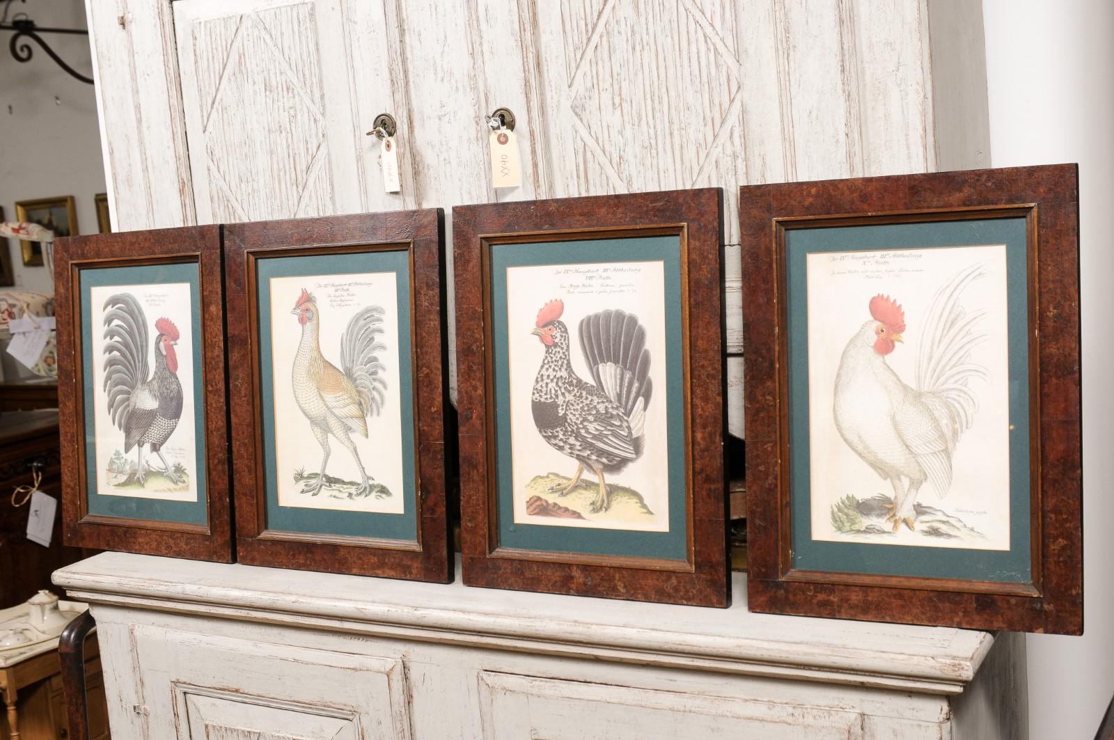 Turn of the Century German Cockerel Prints in Burr Walnut Frames, Set of Four For Sale 6