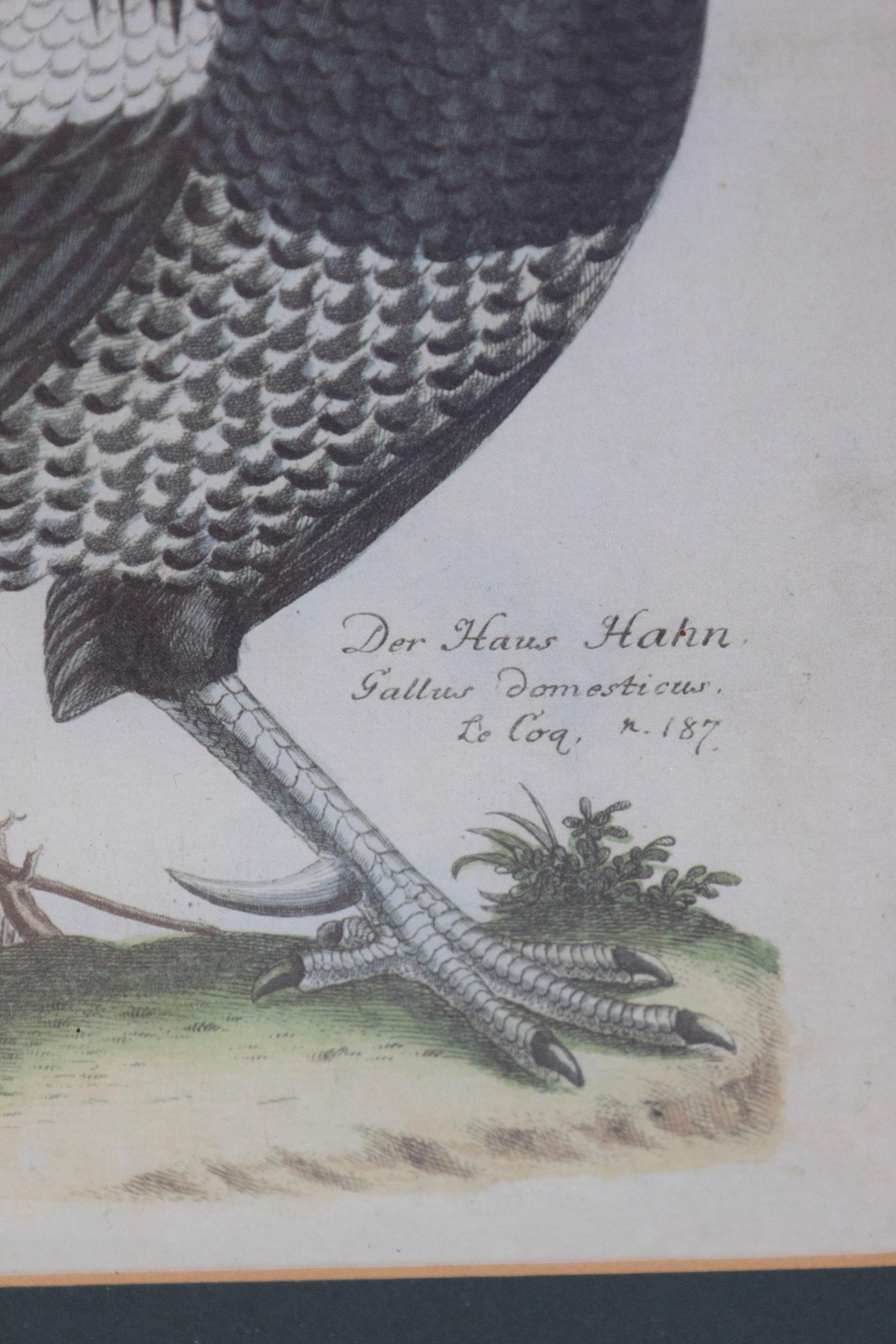 Turn of the Century German Cockerel Prints in Burr Walnut Frames, Set of Four For Sale 6