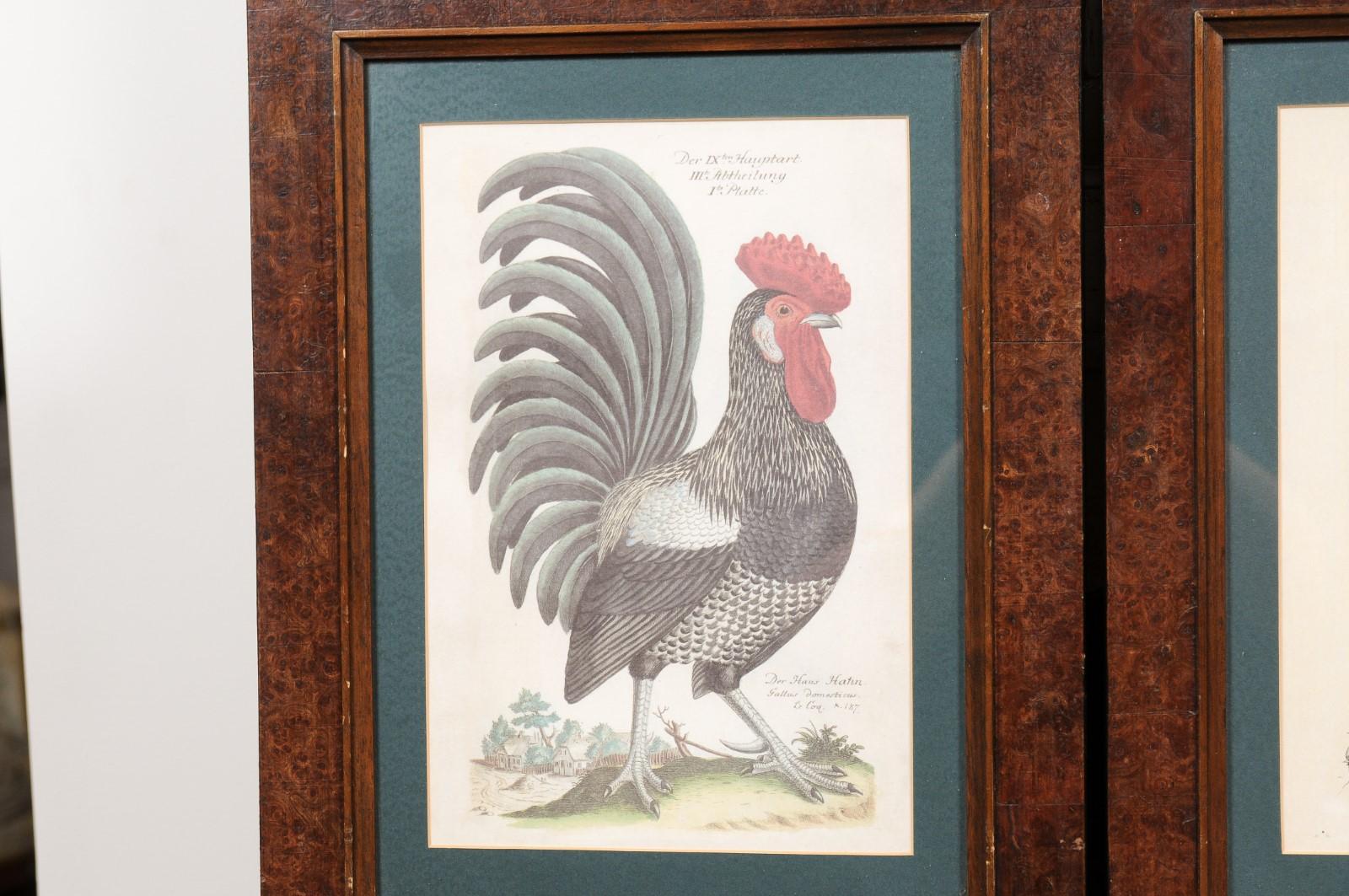 Turn of the Century German Cockerel Prints in Burr Walnut Frames, Set of Four For Sale 8