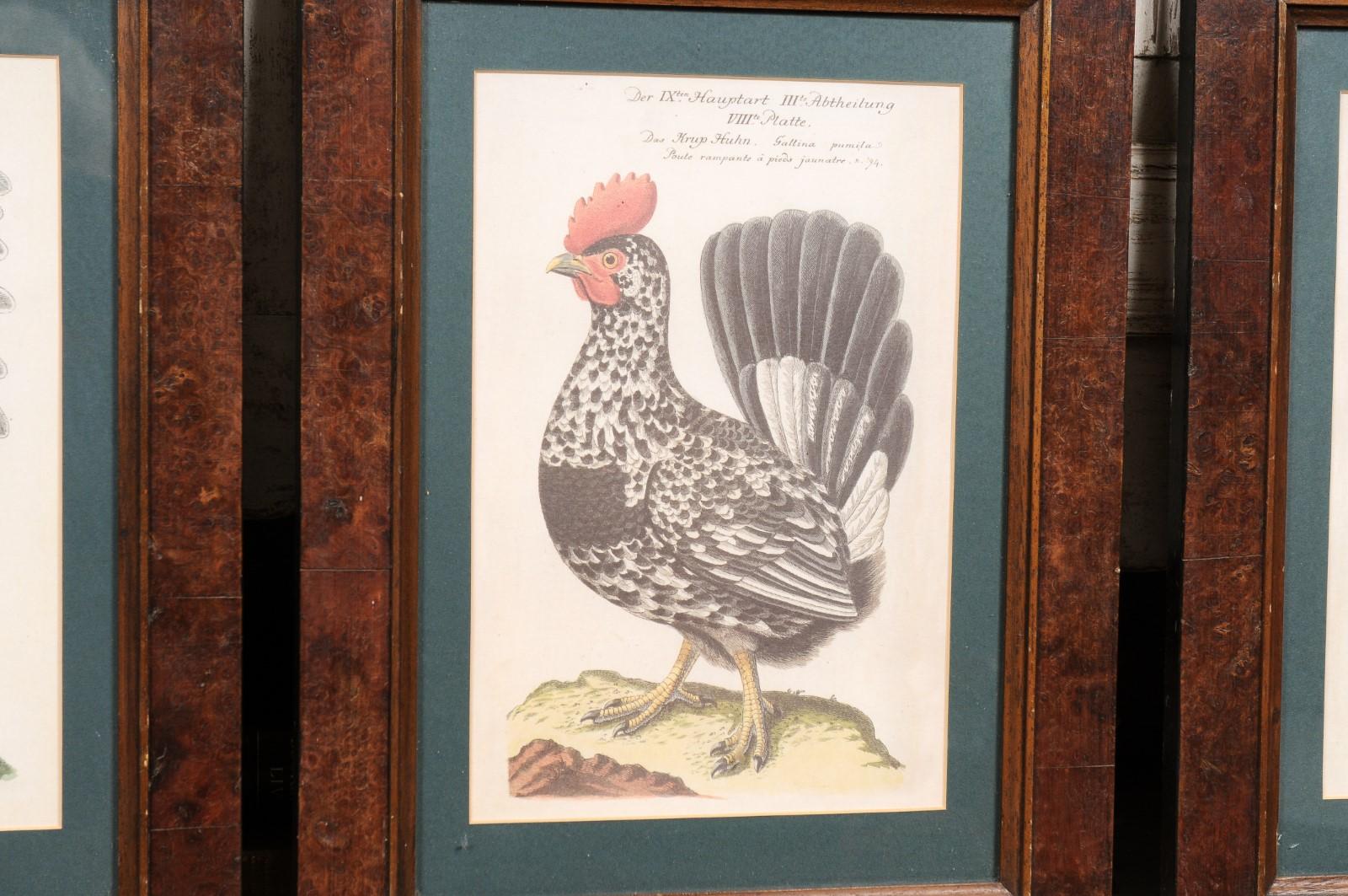 Turn of the Century German Cockerel Prints in Burr Walnut Frames, Set of Four For Sale 10