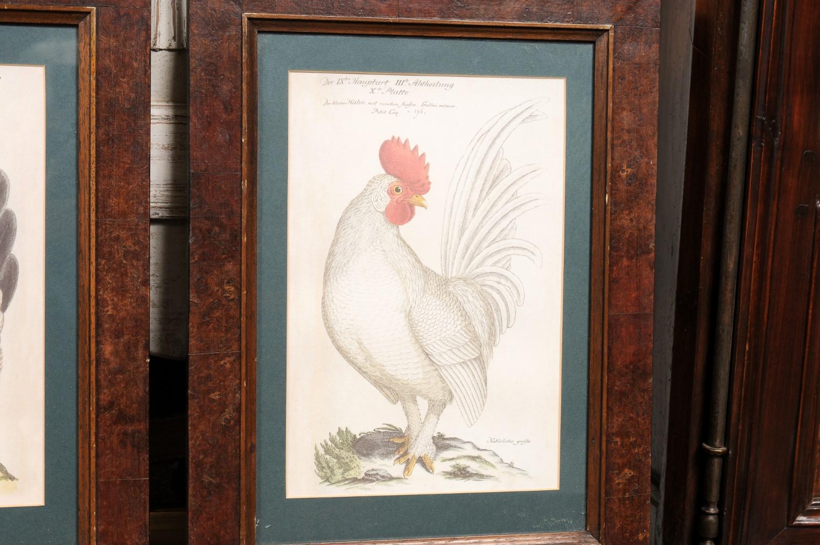 Turn of the Century German Cockerel Prints in Burr Walnut Frames, Set of Four For Sale 11