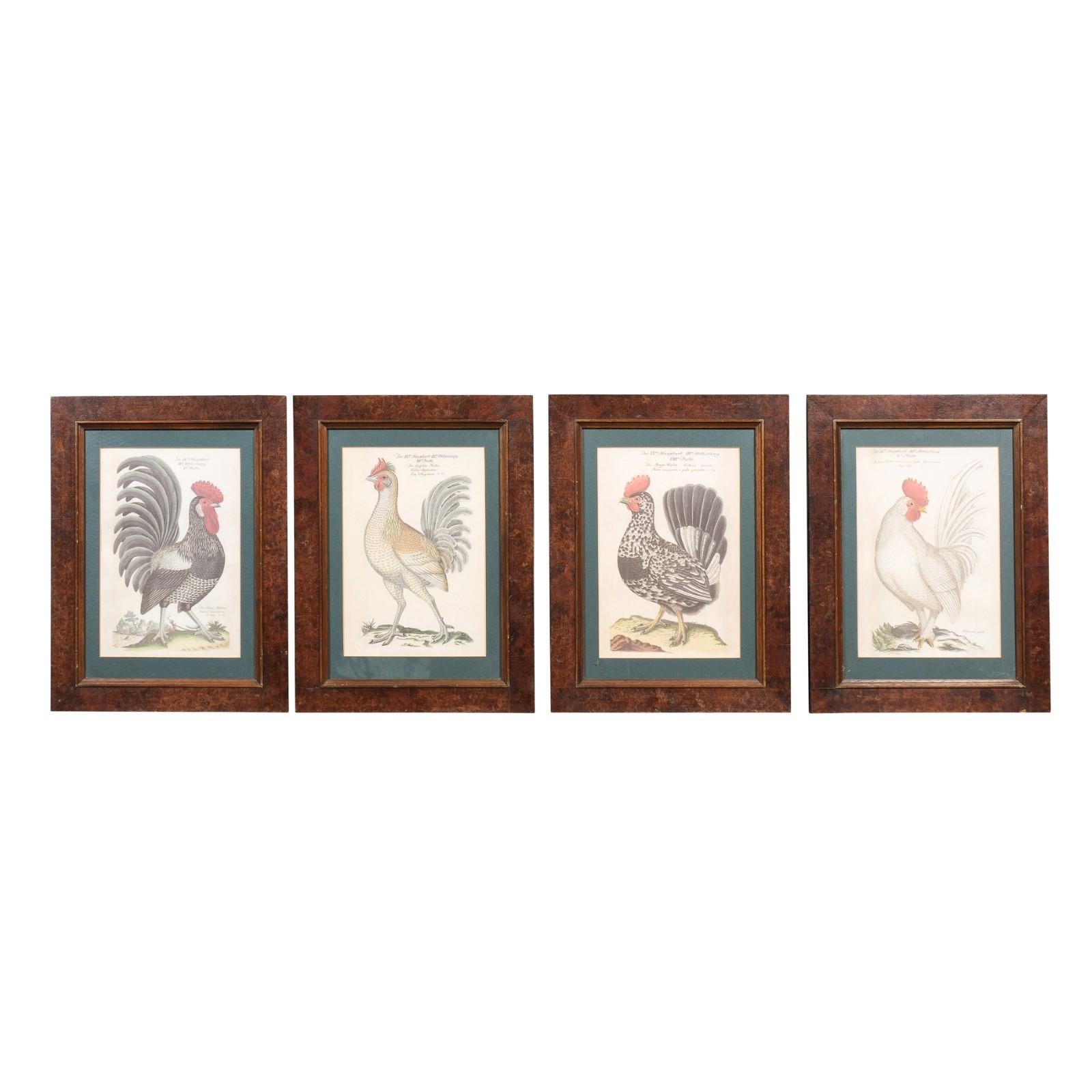 A set of four German Cockerel prints from circa 1900 with burr walnut Mid Century frames. Immerse yourself in the rustic elegance and historical charm of this set of four German Cockerel prints from circa 1900, each meticulously framed in Mid