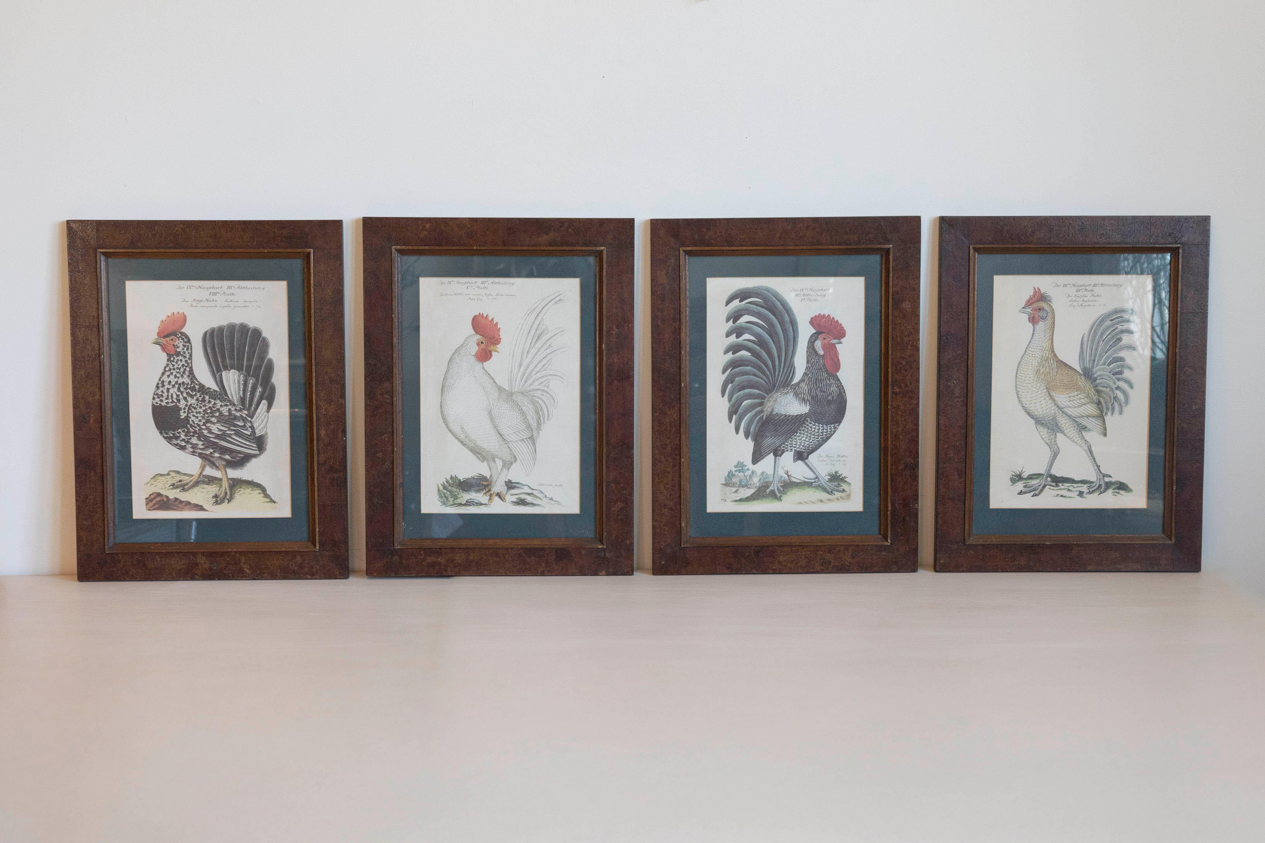 A set of four German Cockerel prints from circa 1900 with burr walnut Mid Century frames. Immerse yourself in the rustic elegance and historical charm of this set of four German Cockerel prints from circa 1900, each meticulously framed in Mid