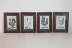 Turn of the Century German Cockerel Prints in Burr Walnut Frames, Set of Four