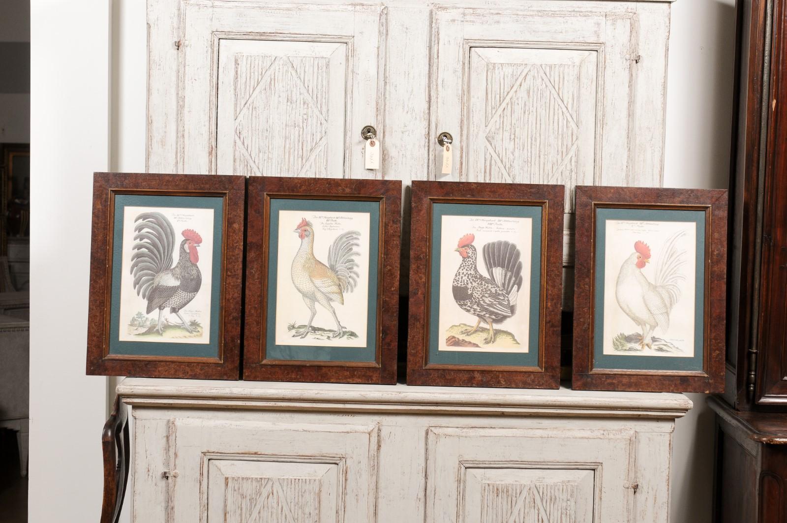 Turn of the Century German Cockerel Prints in Burr Walnut Frames, Set of Four In Good Condition For Sale In Atlanta, GA