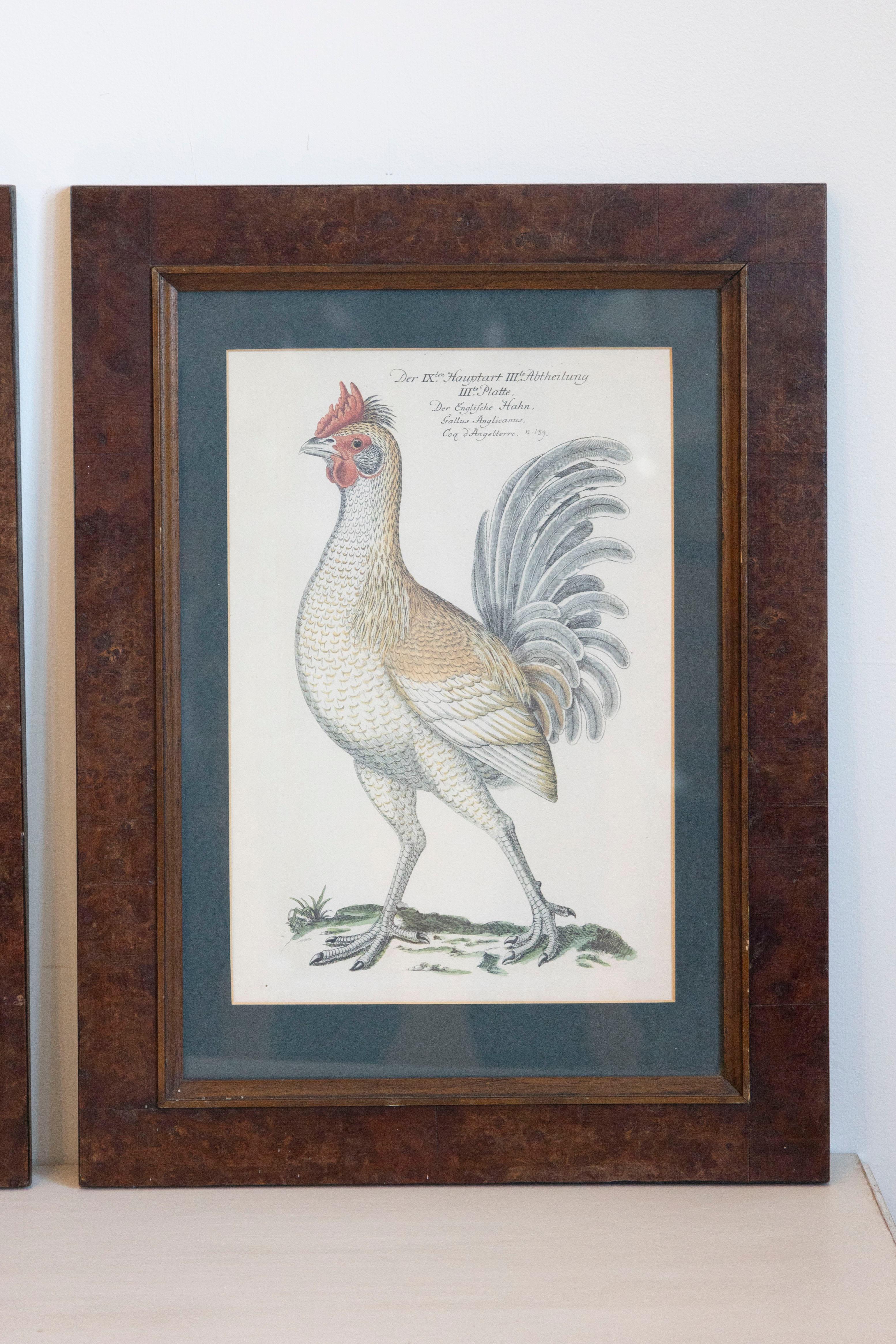 Turn of the Century German Cockerel Prints in Burr Walnut Frames, Set of Four In Good Condition For Sale In Atlanta, GA