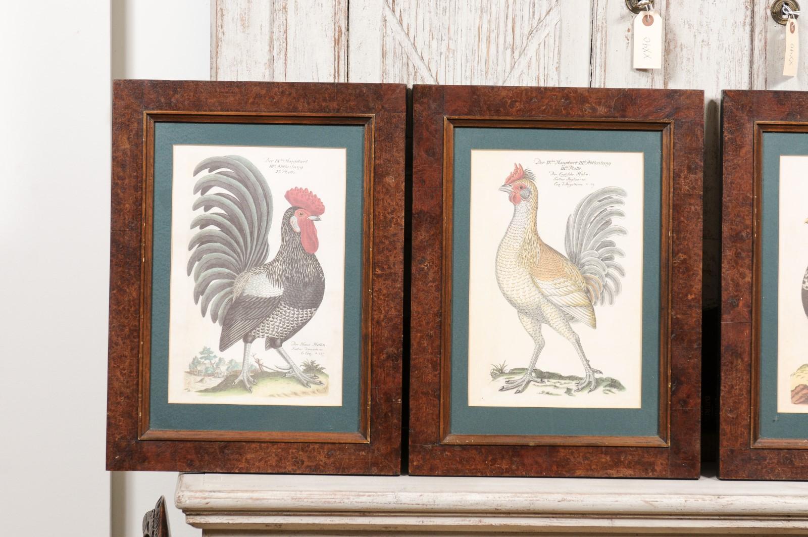 20th Century Turn of the Century German Cockerel Prints in Burr Walnut Frames, Set of Four For Sale