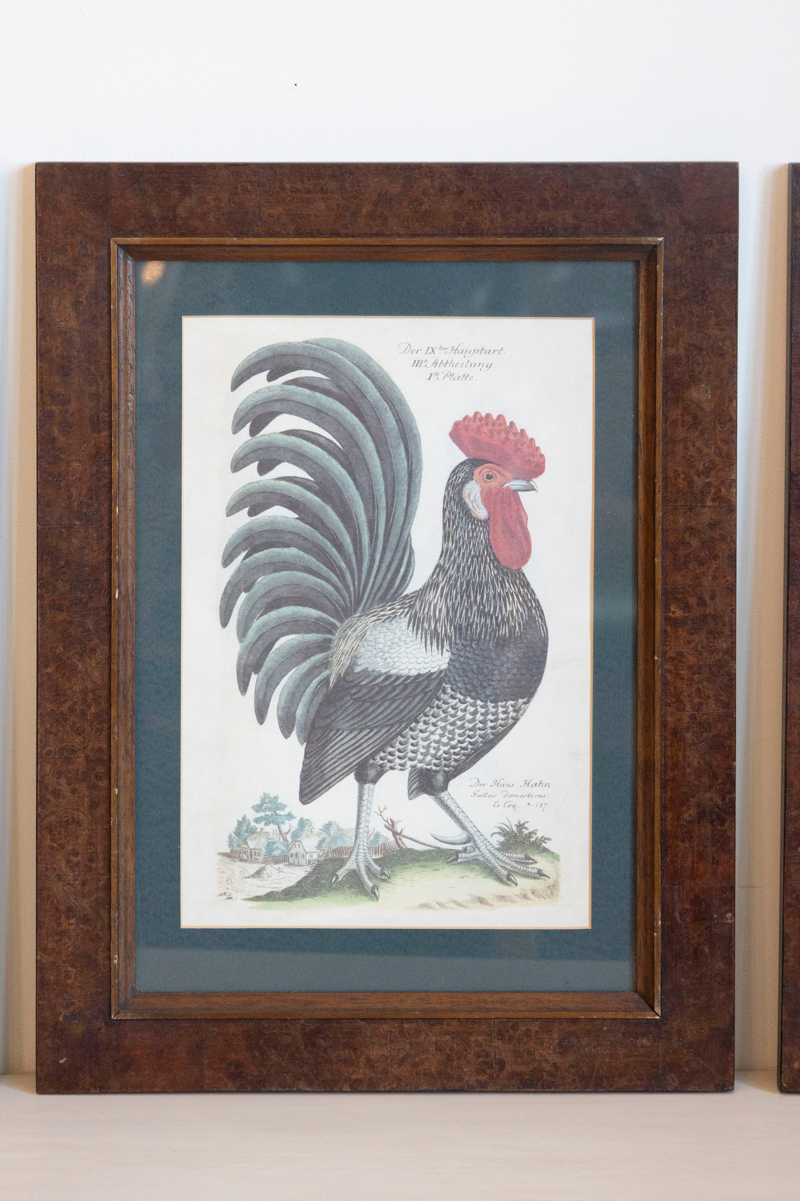 20th Century Turn of the Century German Cockerel Prints in Burr Walnut Frames, Set of Four For Sale