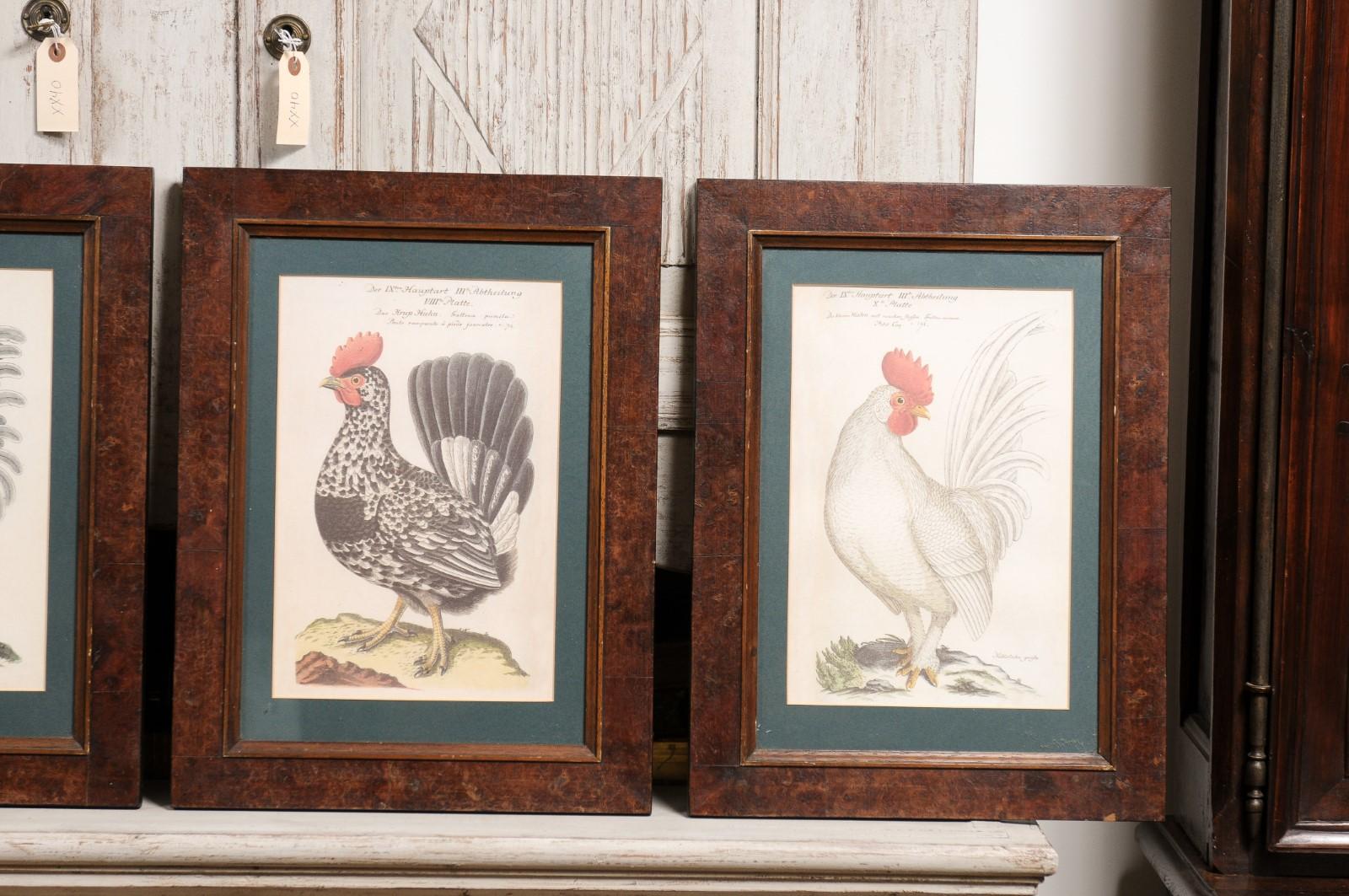 Glass Turn of the Century German Cockerel Prints in Burr Walnut Frames, Set of Four For Sale