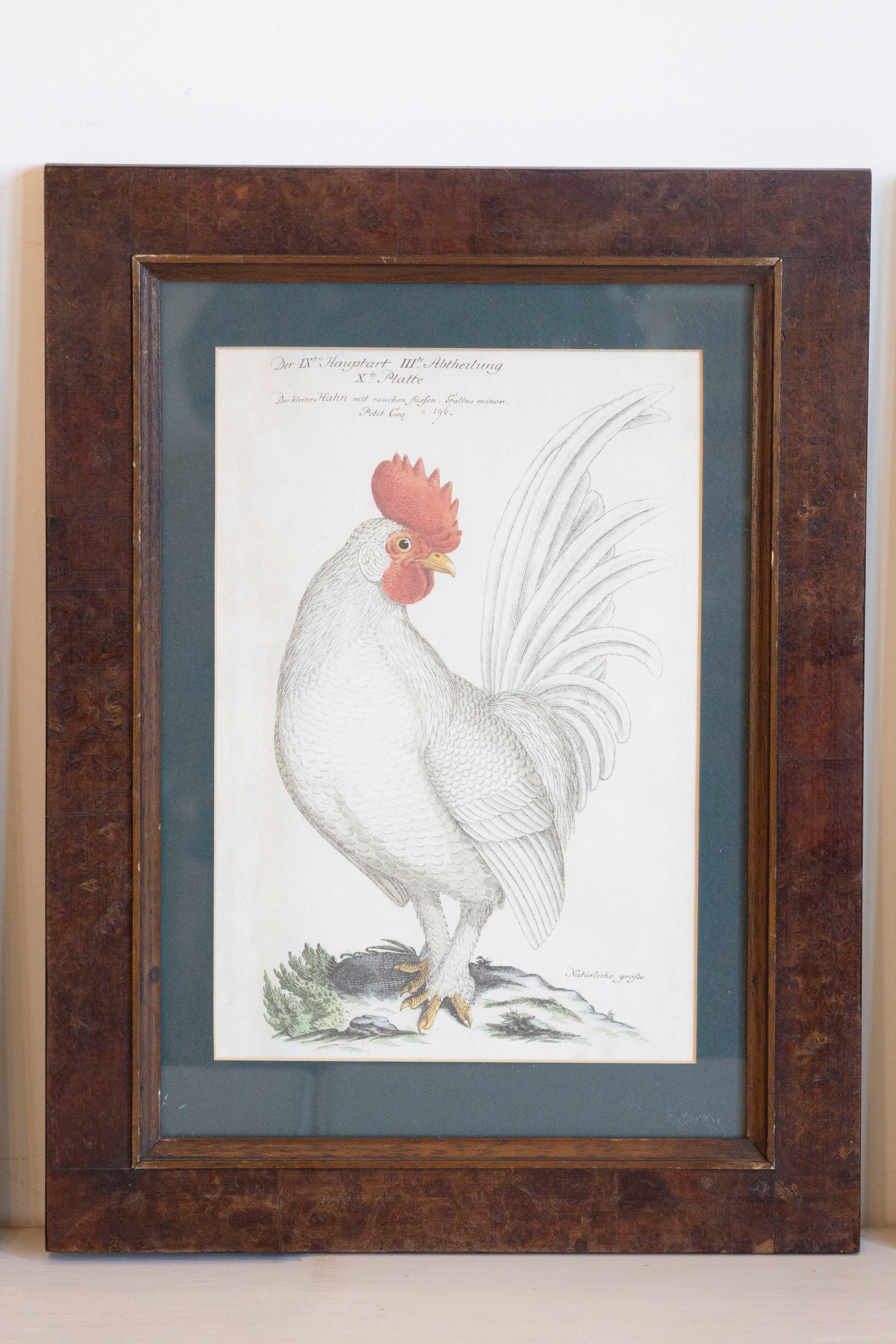 Glass Turn of the Century German Cockerel Prints in Burr Walnut Frames, Set of Four For Sale