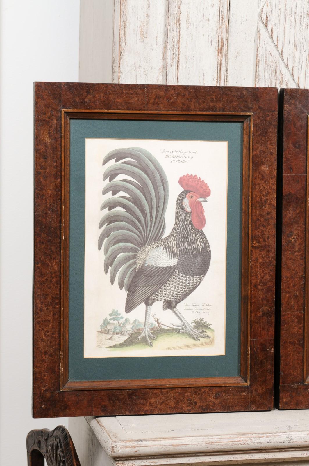 Turn of the Century German Cockerel Prints in Burr Walnut Frames, Set of Four For Sale 1